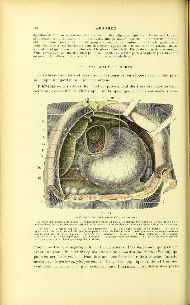 digestion de la plaie opératoire, une destruction des adhérences qui fixent l'estomac à la paroi abdominale, ce qui entraîne, le plus souvent, une péritonite mortelle. De nombreux procédés plus ou moins compliqués ont été proposés pour rendre continente la bouche gastrique et pour s'opposer à ces accidents: leur description appartient à la médecine opératoire. Disons ici seulement que le moyen le plus sûr et le plus simple d'éviter l'issue du suc gastrique consiste, d'une part à faire une incision aussi petite que possible et, d'autre part, à la placer prés du cardia ou près delà petite courbure, c'est-à-dire loin des points déclives. f)—VAISSEAUX ET NERFS La richesse vasciilaire et nerveuse de l'estomac est en rapport avec le rôle phy- siologique si important que joue cet organe. 1 Artères. — Les artères (flg. 74 et 75) proviennent des trois branches du Ironc cœliaque, c'est-à-dire de l'hépatique, de la splénique et de la coronaire stoma- Fig. 74. L'estomac avec ses vaisseaux, vu en face. (La pai'oi abdominale a été iucisée et les lambeaux réclinés en liaut et en dcliors. Une fenêtre a été pratiquée dans le petit épiploon, de façon à montrer le vestibule de l'arrièrc-cavité des épiploons et le lobe de Spigel qui s'y trouve contenu). 1, estomac. — 2, grand épiploon. — 3, cùlon transverse. — 4, foie, crigné en haut et en dedans. — 4', lobe de Spigel. — 5, rate. — ti, pédicule du foie (veine porte en bleu, cholédoque en vert, artère hépatique en rouge) contenue dans le bord libre du petit épiploon. — 7, veine cave inférieure. — 8. aorte. — 9, tronc cœliaque. — 10, coronaire stomachique. — II. artère hépatique. — 12, pylorique. — l.'J, gaslro-épiploïque droite. — 14, gastro-épiplo'ique gauche. — m, ganglions de la chaîne gastro-épipIo'ique droite. chique. — Uarlère hépatique fournit deux artères : 1° la pylorique, qui passe en avant du pylore; 2 la gaslro-épiploïque droite ou gaslro-duodénale (Weber), qui passe en arrière et va, en suivant la grande courbure de droite à gauche, s'anasto- moser avec le gastro-épiplo'ique gauche. La gastro-épiplo'ique droite est très sou- vent lésée au cours de la pylorectomie ; aussi Hartmann conseille-t-il d'en prati-