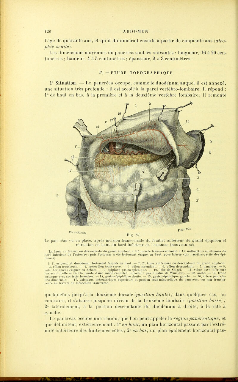 l'âge de quarante ans, et qu'il diminuerait ensuite à partir de cinquante ans {atro- phie sénile). Les dimensions moyennes du pancréas sont les suivantes : longueur, 16 à 20 cen- timètres ; hauteur, 4 à 5 centimètres ; épaisseur, 2 à 3 centimètres. B)—ÉTUDE TOPOGRAPHIQUE i Situation. — Le pancréas occupe, comme le duodénum auquel il est annexé, une situation très profonde : il est accolé à la paroi vertébro-lombaire. Il répond : 1° de haut en bas, à la première et à la deuxième vertèbre lombaire; il remonte 'o Fig. 8/. Le pancréas vu en place, après incision transversale du feuillet antérieur du grand épiploon et rétraction en haut du bord inférieur de l'estomac (nouveau-né). (La lame anlérieure ou descendante du grand fpiploon a été incisée transversalement à 15 millimètres au-dessous du bord inférieur de l'estomac ; puis l'estomac a été fortement érigné en haut, pour laisser voir l'arrière-cavité des épi- ploons). 1, 1', estomac et duodénum, fortement érignés en haut. — 2, 2', lame anlérieure ou descendante du grand épiploon. — 3, cùlon Iransverse. — 4, niésocôlou Iransverse. — 5, côlon ascendant. — 6, cùlon descendant. — 7, pancréas. — 8, rate, fortement érignée en deliors. — 9, épiploou gastro-splénique. — lu, lobe de Spigel. — 11, veine cave inférieure (en avant d'elle se voit la pointe d'une sonde cannelée, introduite par l'hiatus de Winslowi. — 12, aorte. — 13. tronc cœliaque avec ses trois branches. — 14, gastro-épiplo'iquo droite. — 15, gaslro-éplplo'ique gauche. — iB, artère paucréa- tico-duodénale. — 17, vaisseaux mésentériqucs supérieurs et portion sous mésocolique du pancréas, vus par transpa- rence au travers du mésocôlon transverse. quelquefois jusqu'à la douzième dorsale {position haute) ; dans quelques cas, au contraire, il s'abaisse jusqu'au niveau de la troisième lombaire {position /jasse) ; 2° latéralement, à la portion descendante du duodénum a droite, à la rate à gauche. Le pancréas occupe une région, que l'on peut appeler la région pancréatique, et que délimitent, extérieurement : i° en haut, un plan horizontal passant par l'extré- mité antérieure des huitièmes côtes : 2° en bas, un plan également horizontal pas-