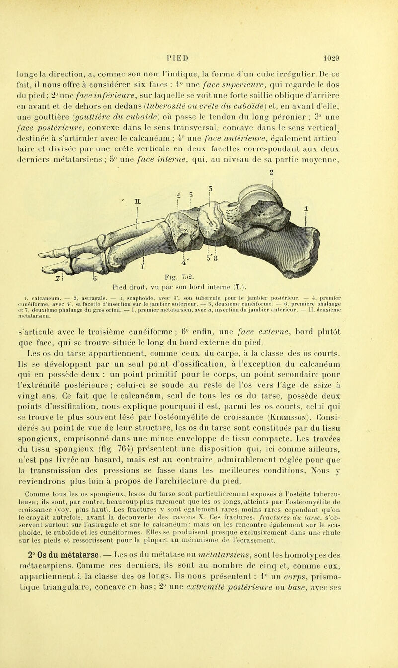 longe la direction, a, comme son nom l'indique^ la forme d'un cube irrégulier. De ce fait, il nous offre à considérer six faces : 1° une face supérieure, cjui regarde le dos du pied; 2 une face inférieure, sur laquelle se voit une forte saillie oblique d'arrière en avant et de dehors en dedans (luberosilé ou crête du cuboïde) et, en avant d'elle, une gouttière (gouttière du cuboïde) oii passe le tendon du long péronier ; 3 une face postérieure, convexe dans le sens transversal, concave dans le sens vertical^ destinée à s'articuler avec le calcanéum ; 4 une face aiitérieure, également articu- laire et divisée par une crête verticale en deux facettes correspondant aux deux derniers métatarsiens; 5 une face interne, qui, au niveau de sa partie moyenne, 2 Pied droit, vu par son bord interne (T.). 1. calcanéum. — 2, aslragale. — 3, scaphoïdc, avec 3', son tubercule pour le jambier postérieur. — i, premier cunéiforme, avec V. sa facelte d'insertion sur le jambier antérieur. — 5, deuxième cunéiforme. — 6. première plialange et 7, deuxième plialanfîe du gros orteil. — 1. premier métatarsien, avec a, insertion du jambier antérieur. — II, deuxième métatarsien. s'articule avec le troisième cunéiforme ; 6° enfin, une face externe, bord plutôt que face, qui se trouve située le long du bord externe du pied. Les os du tarse appartiennent, comme ceux du carpe, à la classe des os courts. Ils se développent par un seul point d'ossification, à l'exception du calcanéum qui en possède deux : un point primitif pour le corps, un point secondaire pour l'extrémité postérieure ; celui-ci se soude au reste de l'os vers l'âge de seize à vingt ans. Ce fait que le calcanéum, seul de tous les os du tarse, possède deux points d'ossification, nous explique pourquoi il est, parmi les os courts, celui qui se trouve le plus souvent lésé par l'ostéomyélite de croissance (Kirmisson). Consi- dérés au point de vue de leur structure, les os du tarse sont constitués par du tissu spongieux, emprisonné dans une mince enveloppe de tissu compacte. Les travées du tissu spongieux (fig. 764) présentent une disposition qui, ici comme ailleurs, n'est pas livrée au hasard, mais est au contraire admirablement réglée pour que la transmission des pressions se fasse dans les meilleures conditions. Nous y reviendrons plus loin à propos de l'architecture du pied. Comme tous les os spongieux, lesos du tarse sont particulièrement exposés à l'ostéite tubercu- leuse ; ils sont, par contre, beaucoup plus raren)ent que les os longs, atteints par l'ostéomyélite de croissance (voy. plus haut). Les fractures y sont également l'ares, moins rares cependant qu'on le croyait autrefois, avant la découverte des rayons X. Ces fractures, fractures du tarse, s'ob- servent surtout sur l'astragale et sur le calcanéum; mais on les rencontre également sur le sca- phoïde, le cuboïde et les cunéiformes. Elles se produisent presque exclusivement dans une chute sur les pieds et ressortissenl pour la plupart au mécanisme de l'écrasement. 2° Os du métatarse. — Les os du métatase ou métatarsiens, sont les homotypes des métacarpiens. Comme ces derniers, ils sont au nombre de cinq et, comme eux, appartiennent à la classe des os longs. Ils nous présentent : 1° un corps, prisma- tique triangulaire, concave en bas ; 2° une extrémité postérieure ou base, avec ses