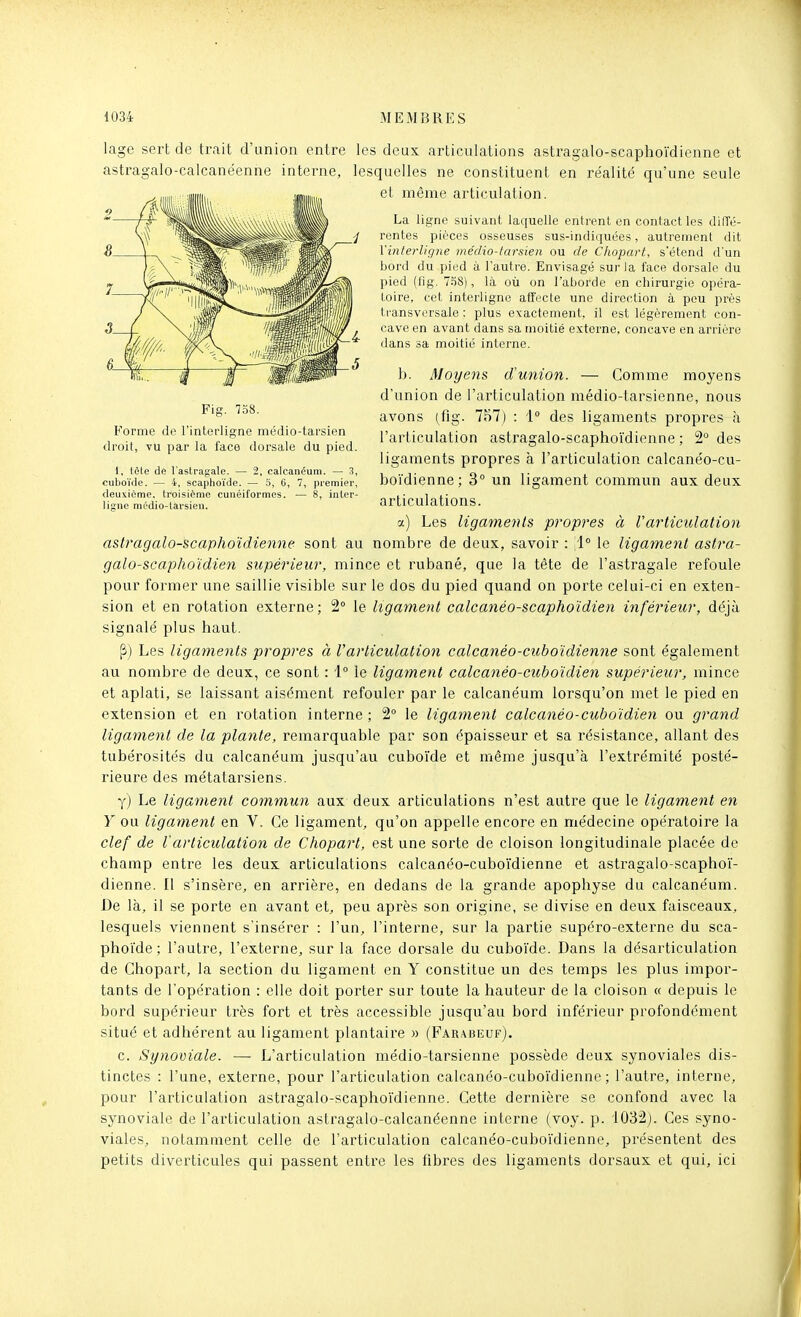 lage sert de trait d'union entre les deux articulations astragalo-scaphoïdienne et astragalo-caicanéenne interne, lesquelles ne constituent en réalité qu'une seule et même articulation. La ligne suivant laquelle entrent en contact les diffé- rentes pièces osseuses sus-indiquées, autrement dit l'interligne médio-tarsien ou de C/iopart, s'étend d'un bord du pied à l'autre. Envisagé sur la face dorsale du pied (tig. 7.ÏS), là où on l'aborde en chirurgie opéra- toire, cet interligne atTecte une direction à pou près transversale : plus exactement, il est légèrement con- cave en avant dans sa moitié externe, concave en arrière dans sa moitié interne. b. Moyens d'union. — Comme moyens d'union de l'articulation médio-tarsienne, nous avons (flg. 757) : 1° des ligaments propres à l'articulation astragalo-scapho'idienne ; 2° des ligaments propres à l'articulation calcanéo-cu- boïdienne; 3° un ligament commun aux deux articulations. a) Les ligaments propres à Varticulation astragalo-scaphoïdienne sont au nombre de deux, savoir : 1° le ligament astra- galo-scaphoïdien supérieur, mince et rubané, que la tête de l'astragale refoule pour former une saillie visible sur le dos du pied quand on porte celui-ci en exten- sion et en rotation externe; 2° le ligament calcanéo-scaphoïdien inférieur, déjà signalé plus haut. [ï) Les ligaments propres à l'articulation calcanéo-cubo'idienne sont également au nombre de deux, ce sont : 1° le ligament calcanéo-cuhoïdien supérieur, mince et aplati, se laissant aisément refouler par le calcanéum lorsqu'on met le pied en extension et en rotation interne ; 2° le ligament calcanéo-cuhoïdien ou grand ligament de la plante, remarquable par son épaisseur et sa résistance, allant des tubérosités du calcanéum jusqu'au cubo'ide et même jusqu'à l'extrémité posté- rieure des métatarsiens. y) Le ligament commun aux deux articulations n'est autre que le ligament en Y ou ligament en V. Ce ligament, qu'on appelle encore en médecine opératoire la clef de tarticulation de Chopart, est une sorte de cloison longitudinale placée de champ entre les deux articulations calcanéo-cubo'idienne et astragalo-scaphoï- dienne. Il s'insère, en arrière, en dedans de la grande apophyse du calcanéum. De là, il se porte en avant et, peu après son origine, se divise en deux faisceaux, lesquels viennent s'insérer : l'un, l'interne, sur la partie supéro-externe du sca- phoïde ; l'autre, l'externe, sur la face dorsale du cubo'ide. Dans la désarticulation de Chopart, la section du ligament en Y constitue un des temps les plus impor- tants de l'opération : elle doit porter sur toute la hauteur de la cloison « depuis le bord supérieur très fort et très accessible jusqu'au bord inférieur profondément situé et adhérent au ligament plantaire » (Faraiîeuf). c. Synoviale. — L'articulation médio-tarsienne possède deux synoviales dis- tinctes : l'une, externe, pour l'articulation calcanéo-cubo'idienne; l'autre, interne, pour l'articulation astragalo-scapho'idienne. Cette dernière se confond avec la synoviale de l'articulation astragalo-caicanéenne interne (voy. p. i032j. Ces syno- viales, notamment celle de l'articulation calcanéo-cubo'idienne, présentent des petits diverticules qui passent entre les fibres des ligaments dorsaux et qui, ici Fig. 758. Forme de l'interligne médio-tarsien droit, vu par la face dorsale du pied. 1, lête de l'astragale. — 2, calcanéum. — 3, cuboïtle. — 4, scaphoïde. — S, 6, 7, pi'emier, <leuxième, troisième cunéiformes. — 8, inter- ligne médio-tarsien.