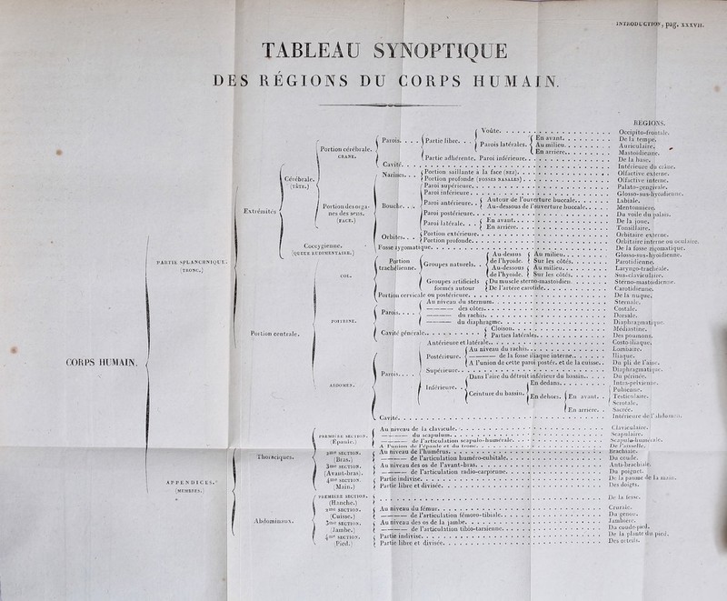 IKTKOBL'CTIOy, pag. sxxvn. TABLEAU SYNOPTIQUE DES RÉGIONS DU CORPS HUMAIN. BEGIONS. Voûte. Pavois. libre. Portion cérébrale. CRANE. Parois latérales , Cérébrale. ' (TETE.) Extrémités PARTIE SPLANCHIVIQt'ï (tronc.) Coccygienne. (queue rudimentaire.’ Portion centrale. abdomen. Thoraciques. AP P E N D I G ES. (membres.) Abdominaux. PREMIIHVE SECTION. (Épaule.) section. (Bras.) SECTION. (Avant-bras). 4me SECTION. (Main.) ' PREMIÈRE SECTION. (Hanche.) 2ine SECTION. (Cuisse.) 3»r»e SECTION. (Jambe.) SECTION, Pied.) Occipito-frontale. 1 avant De la temjie. ilieu Auriculaire. ^ . riére Mastoïdienne. 1 Partie adhérente. Paroi inférieure De la base. Cavité. ^ • Intérieure du cràue. , j Partie li^ f En avan aies. < Au mille (. En arriéi Portion des orga- nes des sens. (face.) Narines. Bouche. , J Portion saillante à la face (nez) . Olfactive externe. ^Portion profonde (fosses nasales) Olfactive interne. I Paroi supérieure Palato-gengivale. Paroi inférieure Glosso-sus-hyoidienn Paroi antérieure. . J l’ouverture buccale Labiale. j Paroi postérieure. I Paroi latérale. , . Orbites.. ( Au-dessous de l’ouverture buccale Mentonnière. Ou voile du palais. En avant De la joue. ^ En arrière Tonsillaire. ( Portion extérieure Orbitaire externe. (Portion profonde Orbitaire interne ou oculaire. ^ Fosse zygomatique De la fosse zigomatique. Îr Au-dessus ( Au milieu Glosso-sus-hyoïdienne. Grouues naturels 7 de l’hyoïde. ( Sur les côtés Parotidienne. ' * J Au-dessous t Au milieu Laryngo-trachéale. (derhyoïde. ( Sur les côtés Sus-claviculaire. Groupes artificiels r Du muscle sterno-mastoïdieii Sterno-mastoïdienne. formés autour ( De Fartère carotide Carotidienne. f Portion cervicale ou postérieure De la nuque. Au niveau du sternum Sternale. (les côtes Costale. Parois. . . I Cavité générale.. Parii dit rachis Dorsale. du diaphragme Diaphragmatique. ^ Cloison Médiastine. ( Parties latérales Des poumons. Antérieure et latérale.. Costo-iiiaquc. !Au niveau du rachis Lombaire. de la fosse iliaque interne Iliaque. A l’union de cette paroi postér. et de la cuisse.. Du pli de raine. Supérieure Diaphragmathjuc. Inférieure. /Dans l’aire du détroit inférieur du bassin.. ( i En dedans. . Ceintme du bassin. ^ En arriére. j En avant. Du périnée. Intva-pelvicnne. \ Pubienne, j Testiculaire. I Scrotale, Sacrée. (;)avité Intérieure de rabilomua. Au niveau de la clavicule. ' • — du scapuluin de l’articuJation scapulo-hutnéiale. Claviculaire. ■Scapulaire. Scapuio-h urnéialc 'De l’aisselle. Brachiale. \ A l’union de l’c'pjuile et du tronc, / Au niveau de l’humérus ) de l’articulation huméro-cubitale Du coude. r Au niveau des os de l’avant-bras Auti-l)racbiale. ( de l’articulation radio-carpienne Du poignet. / Partie indivise De la paume ée la main. ( Partie libre et divisée Des doigts. i De la fesse. C Au niveau du fémur Crurale,. ^ de l’articulation fémoro-tibiale Du genou. c Au niveau des os de la jambe Jambière. ( de l’articulation tibio-tarsienne Du coude-picu. ( Partie indivise la plante di. pied. > Partie libre et i^ivisée orteils.