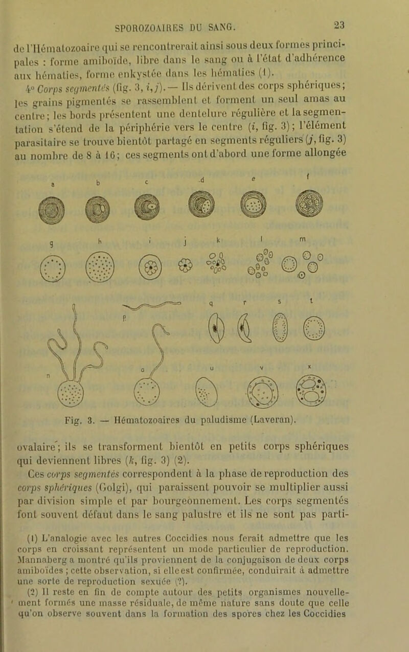 de l’Hématozoaire qui sc rencontrerait ainsi sous deux formes princi- pales : forme amiboïdo, libre dans le sang ou à l'état d’adhérence aux hématies, forme enkystée dans les hématies (I). 4 ° Corps segmentés (fig. 3, i,j).— Ils dérivent des corps sphériques; les grains pigmentés se rassemblent eL forment un seul amas au centre; les bords présentent une dentelure régulière eL la segmen- tation s’étend de la périphérie vers le centre (i, fig. 3); l’élément parasitaire se trouve bientôt partagé en segments réguliers j, fig- 3) au nombre de 8 à IG; ces segments ont d’abord une forme allongée ovalaire; ils se transforment bientôt en petits corps sphériques qui deviennent libres (k, (ig. 3) (2). Ces corps segmentés correspondent à la phase de reproduction des corps sphériques (Golgi), qui paraissent pouvoir se multiplier aussi par division simple et par bourgeonnement. Les corps segmentés font souvent défaut dans le sang palustre et ils ne sont pas parli- (1) L'nnalogie avec les autres Coccidies nous ferait admettre que les corps en croissant représentent un mode particulier de reproduction. Mannaberga montré qu’ils proviennent de la conjugaison de deux corps amiboïdes ; cette observation, si elle est confirmée, conduirait à admettre une sorte de reproduction sexuée (?). (2) 11 reste en fin de compte autour des petits organismes nouvelle- 1 ment formés une masse résiduale, de même nature sans doute que celle qu’on observe souvent dans la formation des spores chez les Coccidies