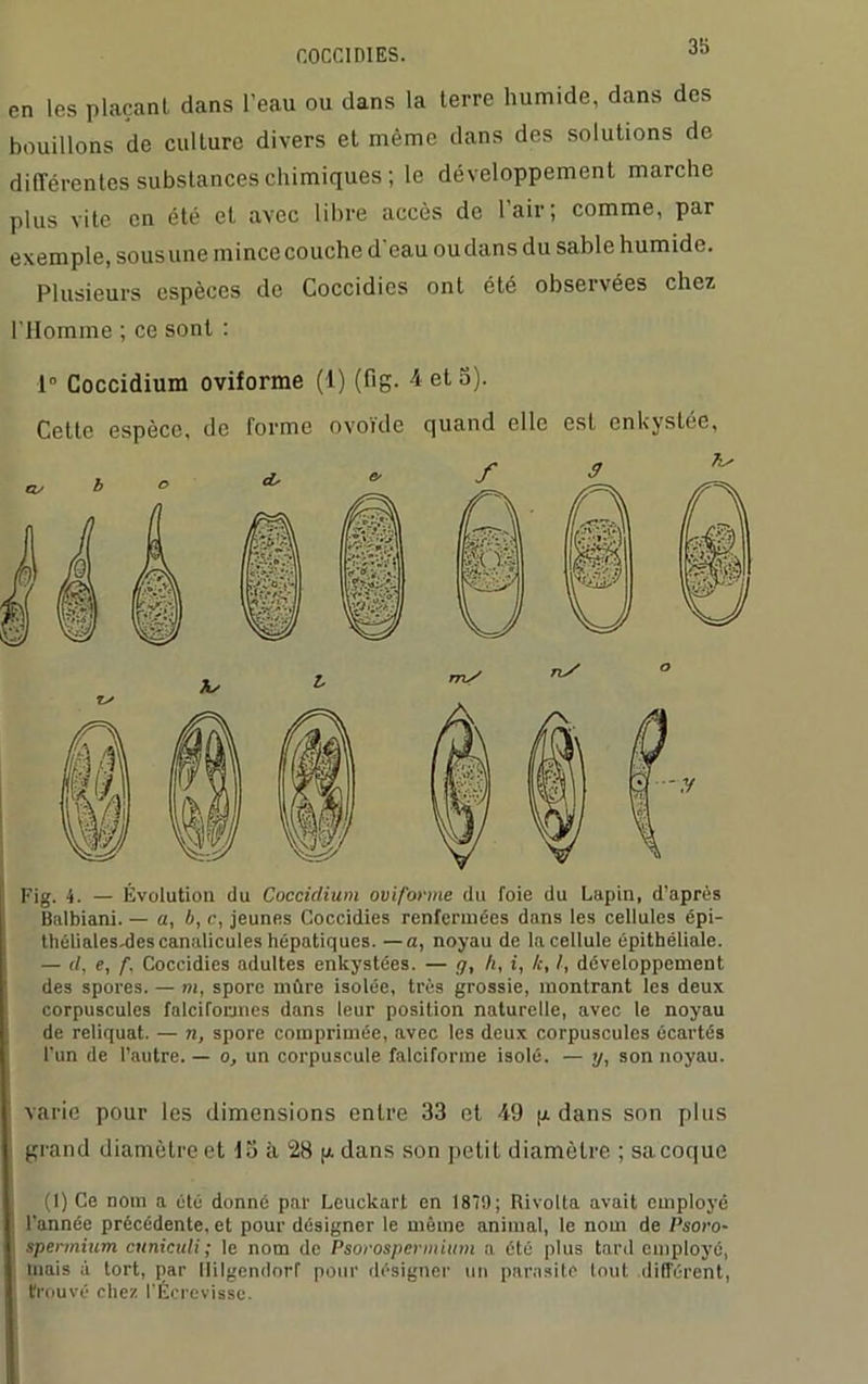 en les plaçant dans l’eau ou dans la terre humide, dans des bouillons de culture divers et même dans des solutions de différentes substances chimiques ; le développement marche plus vite en été et avec libre accès de l’air; comme, par exemple, sous une mince couche d'eau oudansdu sable humide. Plusieurs espèces de Coccidies ont été observées chez l’IIomme ; ce sont : 1° Coccidium oviforme (1) (fig. 4 et 5). Cette espèce, de forme ovoïde quand elle est enkystée, Fig. 4. — Évolution du Coccidium ovif'onne du foie du Lapin, d’après Balbiani. — a, 6, c, jeunes Coccidies renfermées dans les cellules épi- théliales-descanalicules hépatiques. —a, noyau de la cellule épithéliale. — </, e, f. Coccidies adultes enkystées. — g, h, », /c, I, développement des spores. — m, spore mûre isolée, très grossie, montrant les deux corpuscules falciToanes dans leur position naturelle, avec le noyau de reliquat. — n, spore comprimée, avec les deux corpuscules écartés l’un de l’autre. — o, un corpuscule falciforme isolé. — y, son noyau. varie pour les dimensions entre 33 et 49 p dans son plus grand diamètre et 13 à 28 pdans son petit diamètre ; sa coque (I) Ce nom a été donné par Leuckart en 1870; Rivolta avait employé l'année précédente, et pour désigner le même animal, le nom de Psoro- spennium cuniculi ; le nom de Psorospermium a été plus tard employé, mais à tort, par liilgendorf pour désigner un parasite tout différent, trouvé chez l’Écrevisse.