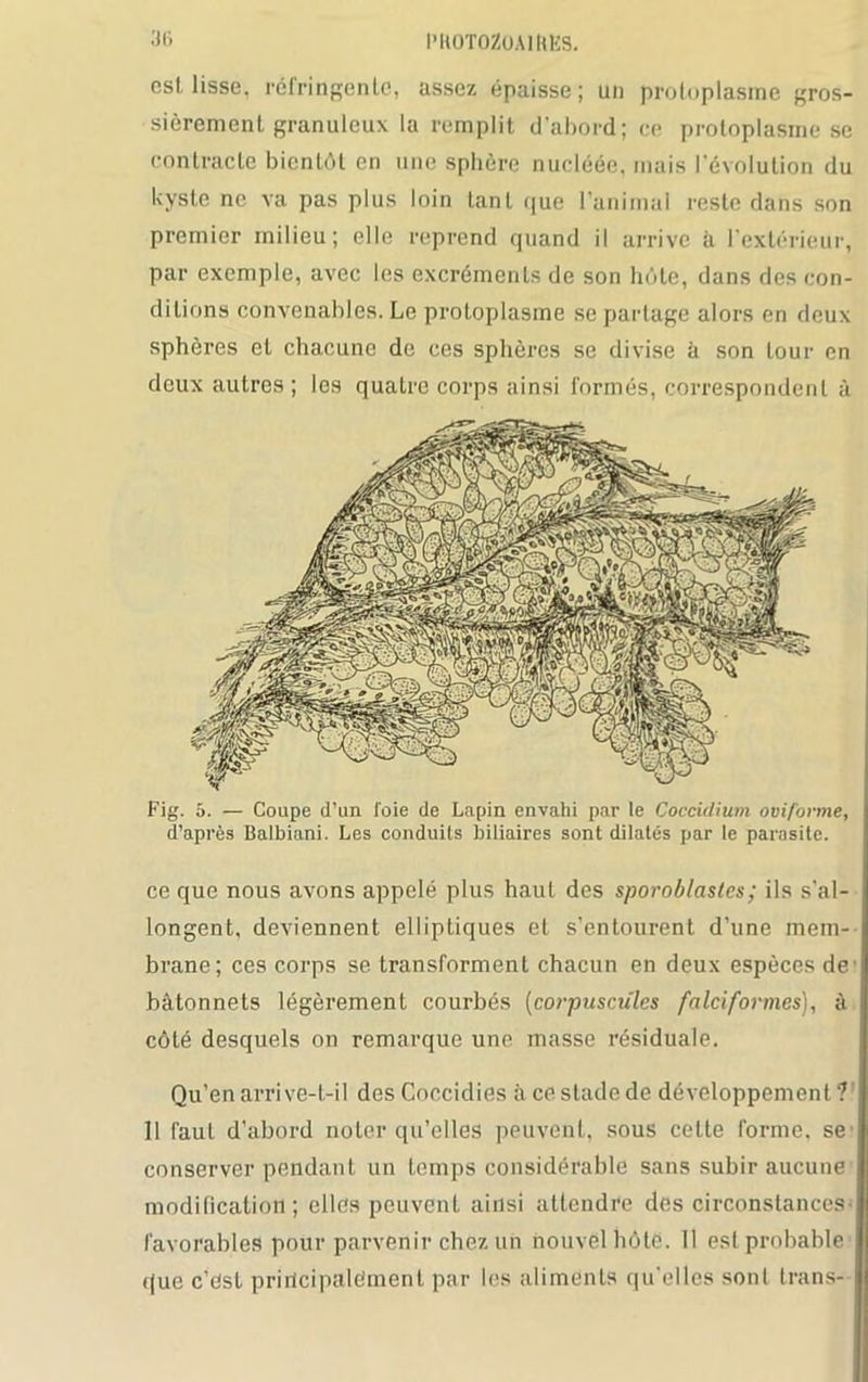 est lisse, réfringente, assez épaisse; un protoplasme gros- sièrement granuleux la remplit d’abord; ce protoplasme se contracte bientôt en une sphère nucléée, mais l'évolution du kyste ne va pas plus loin tant que l’animal reste dans son premier milieu; elle reprend quand il arrive à l’extérieur, par exemple, avec les excréments de son hôte, dans des con- ditions convenables. Le protoplasme se partage alors en deux sphères et chacune de ces sphères se divise à son tour en deux autres ; les quatre corps ainsi formés, correspondent à Fig. 5. — Coupe d’un l'oie de Lapin envahi par le Coccidium oviforme, d’après Balbiani. Les conduits biliaires sont dilatés par le parasite. ce que nous avons appelé plus haut des sporoblastes; ils s’al- longent, deviennent elliptiques et s’entourent d’une mem- brane; ces corps se transforment chacun en deux espèces de bâtonnets légèrement courbés (corpuscules falciformes), à côté desquels on remarque une masse résiduale. Qu’en arrive-t-il des Coccidies à ce stade de développement V 11 faut d’abord noter qu’elles peuvent, sous cette forme, se conserver pendant un temps considérable sans subir aucune modification; elles peuvent ainsi attendre des circonstances- favorables pour parvenir chez un nouvel hôte. Il est probable que c’ést principalement par les aliments qu’elles sont trans-