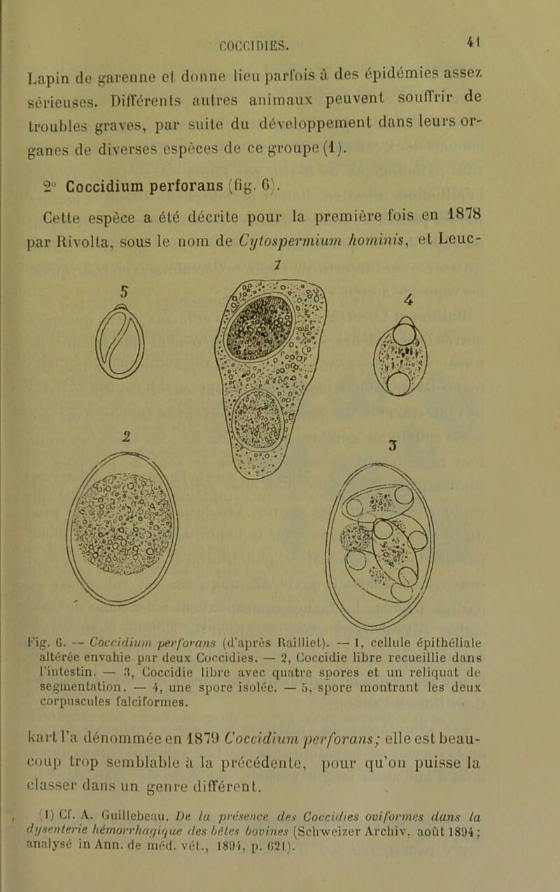 Lapin do garenne el donne lieu parfois à des épidémies assez sérieuses. Différents autres animaux peuvent souffrir de troubles graves, par suite du développement dans leurs or- ganes de diverses espèces de ce groupe (1). 2° Coccidium perforans (fig. 6). Cette espèce a été décrite pour la première fois en 1878 par Rivolta, sous le nom de Cytospermium hominis, et Leuc- 7 Kig. G. - Coccidium perforans (d'après Uailliel). — 1, cellule épithéliale altérée envahie par deux Coccidies. — 2, Coccidie libre recueillie dans l’intestin. — 3, Coccidie libre avec quatre spores et un reliquat de segmentation. — 4, une spore isolée. —5, spore montrant les deux corpuscules falciformes. kart l’a dénommée en 1879 Coccidium perforans ; elle est beau- coup trop semblable à la précédente, pour qu’on puisse la classer dans un genre différent. I) Cf. A. Guillebeau. De la présence des Coccidies oviformes dans la dysenterie hémorrhagique des lié les bovines (Schweizer Archiv, août 1894 : analysé in Ann. de méd. vét., 1894, p. 021).