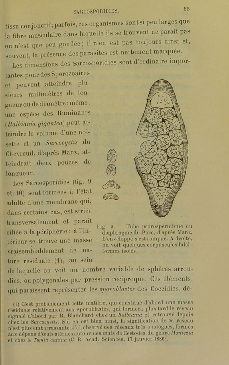 SARCOSPORIDIES. 5o tissu conjonctif; parfois, ces organismes sontsi peu larges que la fibre musculaire clans laquelle ils se trouvent ne paraît pas ou n’est que peu gonflée; il n’en est pas toujours ainsi et, souvent, la présence des parasites est nettement marquée. Les dimensions des Sarcosporidies sont d'ordinaire impor- tantes pour des Sporozoaires et peuvent atteindre plu- sieurs millimètres de lon- gueur ou de diamètre : même, une espèce des Ruminants (Balbiania giganlea) peut at- teindre le volume d une noi- sette et un Sarcocystis du Chevreuil, d’après Manz, at- teindrait deux pouces de longueur. Les Sarcosporidies (lig- 9 et 10) sont formées à l’état adulte d’une membrane qui, dans certains cas, est striée transversalement et paraît ciliée à la périphérie : à l’in- térieur se trouve une masse vraisemblablement de na- ture résiduale (1), au sein de laquelle on voit un nombre variable de sphères arron- dies, ou polygonales par pression réciproque. Ces éléments, qui paraissent représenter les spovoblastes des Coccidies, clé- idg. 9. — Tube psorospermique du diaphragme du Porc, d’après Manz. L’enveloppe s’est rompue. A droite, on voit quelques corpuscules falci- formes isolés. (1) C’est probablement cette matière, qui constitue d’abord une niasse résiduale relativement aux sporoblastes, qui formera plus tard le réseau signalé d’abord par R. Blanchard chez un Balbiania et retrouvé depuis chez les Sarcoci/stis. S’il en est bien ainsi, la signification de ce réseau n’est plus embarrassante. J’ai observé des réseaux très analogues, formés , aux dépens d’œufs stériles autour des œufs de Cestodes du genre Moniezia