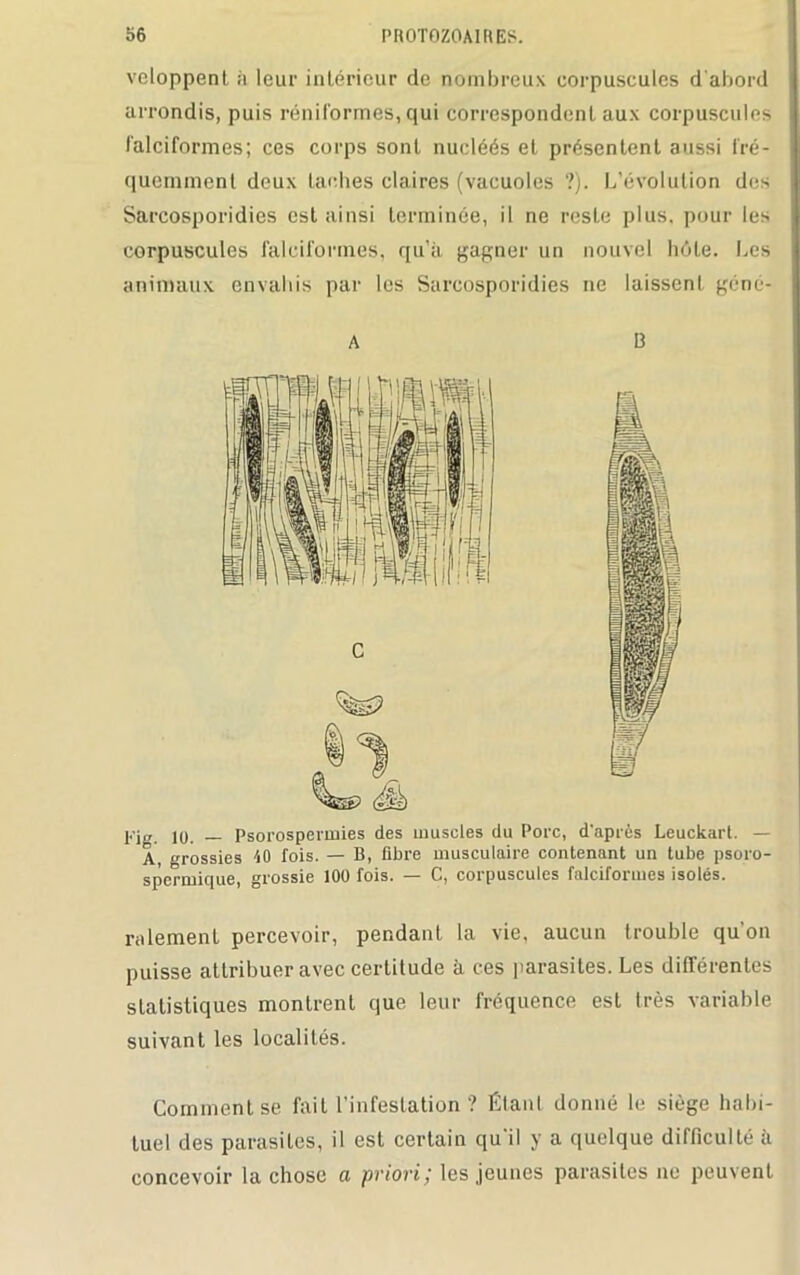 veloppent à leur intérieur de nombreux corpuscules d'abord arrondis, puis réniformes, qui correspondent aux corpuscules falciformes; ces corps sont nucléés et présentent aussi fré- quemment deux taches claires (vacuoles ?). L’évolution des Sarcosporidies est ainsi terminée, il ne reste plus, pour les corpuscules falciformes, qu’à gagner un nouvel hôte. Les animaux envahis par les Sarcosporidies ne laissent géné- A B Fig. 10. — Psorosperinies des muscles du Porc, d'après Leuckart. — A, grossies 40 fois. — B, fibre musculaire contenant un tube psoro- spermique, grossie 100 fois. — C, corpuscules falciformes isolés. râlement percevoir, pendant la vie, aucun trouble qu'on puisse attribuer avec certitude à ces parasites. Les différentes statistiques montrent que leur fréquence est très variable suivant les localités. Comment se fait l’infestation? Étant donné le siège habi- tuel des parasites, il est certain qu'il y a quelque difficulté à concevoir la chose a priori y les jeunes parasites ne peuvent