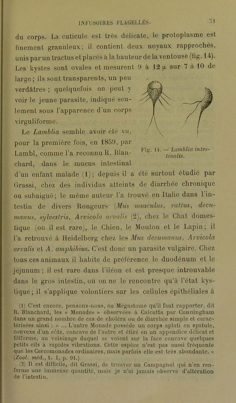 INK U SOI R ES FLAGELLÉS. ~1 du corps. La cuticule est très délicate, le protoplasme est finement granuleux; il contient deux noyaux rapprochés, unis par un tractus et placés à la hauteur de la ventouse (fig. 14). Les kystes sont ovales et mesurent 9 à 12 p. sur 7 à 10 de large; ils sont transparents, un peu verdâtres ; quelquefois on peut y voir le jeune parasite, indiqué seu- lement sous l’apparence d'un corps virguliforme. Le Lamblia semble avoir été vu, pour la première lois, en 1859, par Lambl, comme l’a reconnu R. Blan- chard, dans le mucus intestinal d'un enfant malade (1); depuis il a été surtout étudié par Grassi, chez des individus atteints de diarrhée chronique ou subaiguë; le même auteur l'a trouvé en Italie dans 1 in- testin de divers Rougeurs (Mus musculus, ratlus, decu- manus, sylveslris, Arvicola arvalis (2), chez le Chat domes- tique (oii il est rare), le Chien, le Mouton et le Lapin; il l’a retrouvé à Heidelberg chez les Mus decumanus, Arvicola arvalis et A. amphibius., C’est donc un parasite vulgaire. Chez tous ces animaux il habite de préférence le duodénum et le jéjunum ; il est rare dans l’iléon et est presque introuvable dans le gros intestin, où on ne le rencontre qu’à l’état kys- tique; il s’applique volontiers sur les cellules épithéliales à (1) C’est encore, pensons-nous, au Mégas tome qu’il faut rapporter, dit R. Blanchard, les « Monades » observées à Calcutta par Cunningham dans un grand nombre de cas de choléra ou de diarrhée simple et carac- térisées ainsi : « ... L’autre Monade possède un corps aplati en spatule, convexe d'un côté, concave de l'autre et étiré en un appendice délicat et filiforme, au voisinage duquel se voient sur la face concave quelques petits cils à rapides vibrations. Cette espèce n’est pas aussi fréquente que les Cercomonades ordinaires, mais parfois elle est très abondante. » {'iool. mëd., t. I, p. 01.) (?) 11 est difficile, dit Grassi, de trouver un Campagnol qui n’en ren- ferme une immense quantité, mais je n’ai jamais observé d’altération de l'intestin. Fig. IL— Lamblia iniex- linalis.