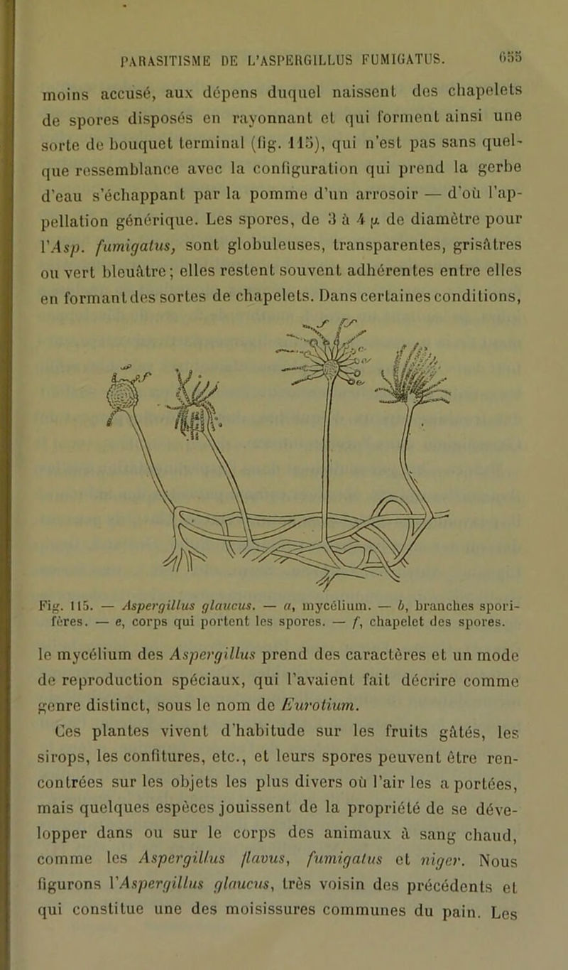 PARASITISME DE L’ASPERGILLUS FUMIGATUS. fi îio moins accusé, aux dépens duquel naissent dos chapelets de spores disposés en rayonnant et qui forment ainsi une sorte de bouquet terminal (fig. 115), qui n’est pas sans quel- que ressemblance avec la configuration qui prend la gerbe d’eau s’échappant par la pomme d’un arrosoir — d'où l'ap- pellation générique. Les spores, de 3 à 4 g de diamètre pour VAsp. fumigatus, sont globuleuses, transparentes, grisâtres ou vert bleuâtre; elles restent souvent adhérentes entre elles en formantdes sortes de chapelets. Dans certaines conditions, Fig. 115. — Aspergillus glaucus. — a, mycélium. — b, branches spori- fôres. — e, corps qui portent les spores. — f, chapelet des spores. le mycélium des Aspergillus prend des caractères et un mode de reproduction spéciaux, qui l’avaient fait décrire comme genre distinct, sous le nom de Eurotium. Ces plantes vivent d’habitude sur les fruits gâtés, les sirops, les confitures, etc., et leurs spores peuvent être ren- contrées sur les objets les plus divers où l’air les a portées, mais quelques espèces jouissent do la propriété de se déve- lopper dans ou sur le corps des animaux à sang chaud, comme les Aspergillus /lavus, fumigatus et nigcr. Nous figurons Y Aspergillus glaucus, très voisin des précédents et qui constitue une des moisissures communes du pain. Les