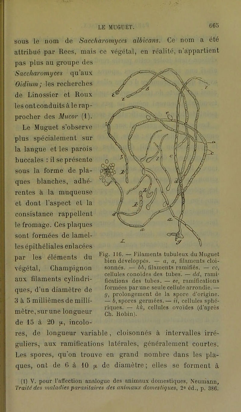(i6ü sous le nom de Saccharomycns albicans. Ce nom a été attribué par llees, mais ce végétal, en réalité, n’appartient pas plus au groupe des Saccharomyces qu’aux Oïdium; les recherches de Linossier et Roux les ont conduits à le rap- procher des Mucor (1). Le Muguet s’observe plus spécialement sur la langue et les parois buccales : il se présente sous la forme de pla- ques blanches, adhé- rentes à la muqueuse et dont l’aspect et la consistance rappellent le fromage. Ces plaques sont formées de lamel- les épithéliales enlacées par les éléments du végétal, Champignon aux filaments cylindri- ques, d’un diamètre de 3 à S millièmes de milli- mètre, sur une longueur de 13 à 20 g, incolo- res, de longueur variable, cloisonnés à intervalles irré- guliers, aux ramifications latérales, généralement courtes. Les spores, qu'on trouve en grand nombre dans les pla- ques, ont de G à 10 g. de diamètre; elles se forment à Fig. 1IG. — Filaments tubuleux du Muguet bien développés. — a, a, filaments cloi- sonnés. — bb, filaments ramifiés. — ce, cellules conoïdes des tubes. — dd, rami- fications des tubes. — ee, ramifications formées par une seule cellule arrondie. — <7, prolongement de la spore d’origine. — b, spores germées. — if, cellules sphé- riques. — kk, cellules ovoïdes (d’après Ch. Robin). (1) V. pour l’atfection analogue des animaux domestiques, Neumann, Traité des maladies parasitaires des animaux domestiques, 2° éd., p. 38G.