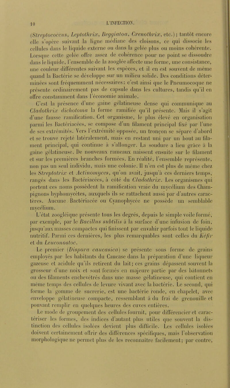 III (Streptococcus, heptothrix, Beggiatoa, Crenothrix,etc); tantôt encore elle s'opère suivant La ligne médii des cloisons, ce qui dissocie les cellules dans le liquide externe ou dans la gelée plus ou moins cohérente. Lorsque celle gelée offre assez de cohérence pour ne point se dissoudre dans le liquide, l'ensemble de la zooglée affecte une forme, une consistance, une couleur différentes suivant les espèces, et il en est souvent de même quand la Bactérie se développe sur un milieu solide. Des conditions déter- minées sont fréquemment nécessaires: c'est ainsi que le Pneumocoque ne présente ordinairement pas de capsule dans les cultures, tandis qu'il en offre constamment dans l'économie animale. C'est la présence (Tune gaine gélatineuse dense qui communique au Cladothrix dichotoma la forme ramifiée qu'il présente. Mais il s'agit (Tune fausse ramification. Cet organisme, le plus élevé en organisation parmi les Bactériacées, se compose d'un filament principal fixé par Tune de ses extrémités. Vers l'extrémité opposée, un tronçon se sépare d'abord et se trouve rejeté latéralement, mais en restant uni par un bout au fila- ment principal, qui continue à s'allonger. La soudure a lien grâce à la gaine gélatineuse. De nouveaux rameaux naissent ensuite sur le filament et sur les premières branches formées. En réalité, l'ensemble représente, non pas un seul individu, mais une colonie. 11 n'en est plus de même chez les Streptotrix et Actinomyces, qu'on avait, jusqu'à ces derniers temps, rangés dans les Bactériacées, à côté du Cladothrix. Les organismes qui portent ces noms possèdent la ramification vraie du mycélium des Cham- pignons hyphomyeètes, auxquels ils se rattachent aussi par d'autres carac- tères. Aucune Bactériacéc ou Cyanophycée ne possède un semblable mycélium. L'état zoogléique présente tous les degrés, depuis le simple voile formé, par exemple, par le Bacillus subtilts à la surface d'une infusion de foin, jusqu'aux masses compactes qui finissent par envahir parfois tout le liquide nutritif. Parmi ces dernières, les plus remarquables sont celles du Kéfir et du Leuconostoc. Le premier (Dispora caucasica) se présente sous forme de grains employés par les habitants du Caucase dans la préparation d'une liqueur gazeuse et acidulé qu'ils retirent du lait; ces grains dépassent souvent la grosseur d'une noix et sont formés en majeure partie par des bâtonnets ou des filaments enchevêtrés dans une masse gélatineuse, qui contient en même temps des cellules de levure vivant avec la bactérie. Le second, qui forme la gomme de sucrerie, est une bactérie ronde, en chapelet, avec enveloppe gélatineuse compacte, ressemblant à du frai de grenouille et pouvant remplir en quelques heures des cuves entières. Le mode de groupement des cellules fournit, pour différencier et carac- tériser les formes, des indices d'autant plus utiles que souvent la dis- tinctiou des cellules isolées devient plus difficile. Les cellules isolées doivent certainement offrir des différences spécifiques, mais l'observation morphologique ne permet plus de les reconnaître facilement: par contre.
