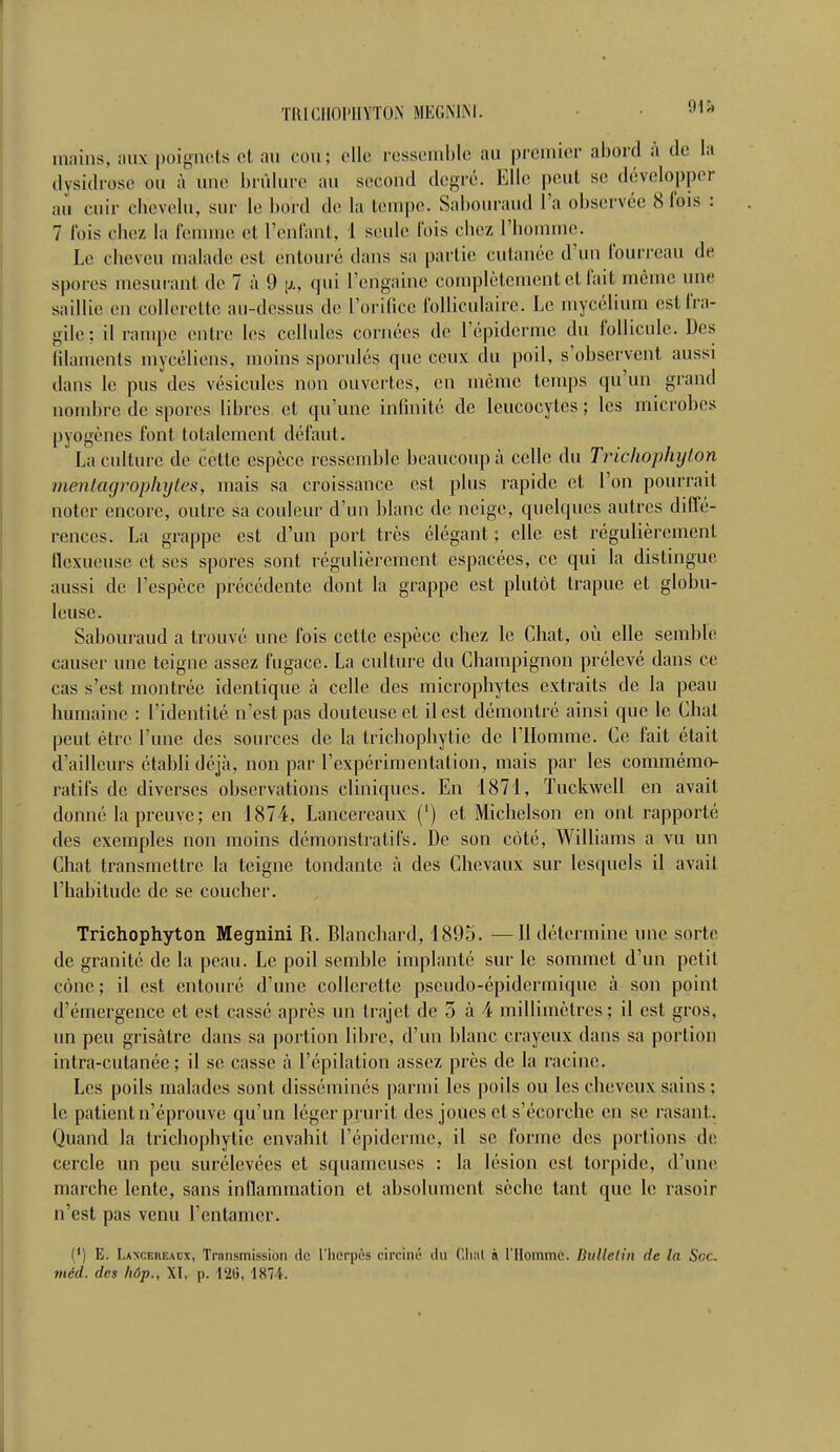TRICHOPHYTOJN MEGMM. mains, aux poignets et au cou; elle ressemble au premier abord à de la dysidrose ou à une brûlure au second degré. Elle peut se développer au cuir chevelu, sm- le bord de la tempe. Sabouraud l'a observée 8 fois : 7 l'ois chez la femme et l'enfant, 1 seule fois chez l'homme. Le cheveu malade est entouré dans sa partie cutanée d'un fourreau de spores mesurant de 7 à 9 [*, qui l'erigaine complètement et fait même une saillie en collerette au-dessus de l'orifice folliculaire. Le mycélium est fra- gile: il rampe entre les cellules cornées de l'épidémie du follicule. Des filaments mycéliens, moins sporulés que ceux du poil, s'observent aussi dans le pus des vésicules non ouvertes, en même temps qu'un grand nombre de spores libres et qu'une infinité de leucocytes; les microbes pyogènes font totalement défaut. La culture de cette espèce ressemble beaucoup à celle du Trichophyton mentagrophytes, mais sa croissance est plus rapide et l'on pourrait noter encore, outre sa couleur d'un blanc de neige, quelques autres diffé- rences. La grappe est d'un port très élégant; elle est régulièrement. Qexueuse et ses spores sont régulièrement espacées, ce qui la distingue aussi de l'espèce précédente dont la grappe est plutôt trapue et globu- leuse. Sabouraud a trouvé une fois cette espèce chez le Chat, où elle semble causer une teigne assez fugace. La culture du Champignon prélevé dans ce cas s'est montrée identique à celle des microphytes extraits de la peau humaine : l'identité n'est pas douteuse et il est démontré ainsi que le Chat peut être l'une des sources de la trichophytie de l'Homme. Ce fait était d'ailleurs établi déjà, non par l'expérimentation, mais par les commémo- ra tifs de diverses observations cliniques. En 1871, Tuckwell en avait donné la preuve ; en 1874, Lancercaux (') et Michelson en ont rapporté des exemples non moins démonstratifs. De son côté, Williams a vu un Chat transmettre la teigne tondante à des Chevaux sur lesquels il avait l'habitude de se coucher. Trichophyton Megnini R. Blanchard, 1895. —Il détermine une sorte, de granité de la peau. Le poil semble implanté sur le sommet d'un petit cône ; il est entouré d'une collerette pseudo-épidermique à son point d'émergence et est cassé après un trajet de 5 à 4 millimètres ; il est gros, un peu grisâtre dans sa portion libre, d'un blanc crayeux dans sa portion intra-cutanée ; il se casse à l'épilation assez près de la racine. Les poils malades sont disséminés parmi les poils ou les cheveux sains ; le patient n'éprouve qu'un léger prurit des joues et s'écorche en se rasant. Quand la trichophytie envahit l'épiderme, il se forme des portions de cercle un peu surélevées et squameuses : la lésion est torpide, d'une marche lente, sans inflammation et absolument sèche tant que le rasoir n'est pas venu l'entamer. (') E. Lancereacx, Transmission de l'herpès circiné du Clitil à l'Homme. Bulletin de la Soc. méd. des hûp., XI, p. 126, 1874.