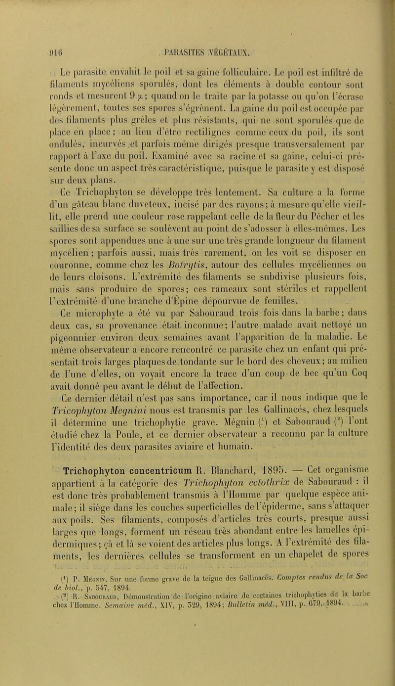 Lè parasite envahit le poil et sa gaine folliculaire, Le poil est infiltré de filaments mycéliens sporulés, dont les éléments à double eontour sont ronds et mesurent !> \j. ; quand on le traite par la potasse ou qu'où l'écrase légèrement, toutes ses spores s'égrènent. La.gaine jdu poil est occupée par des Qlaments plus grêles et plus résistants, qui ue sont sporulés que de place en place; au lieu d'être rectilignes comme ceux du poil, ils sont ondulés, incurvés et parfois même dirigés presque transversalement par rapport à Taxe du poil. Examiné avec sa racine et sa gaine, celui-ci pré- sente donc un aspect très caractéristique, puisque le parasite y est disposé sur deux plans. Ce Ti'iehophyton se développe très lentement. Sa culture a la l'orme d'un gâteau blanc duveteux, incisé par des rayons; à mesure qu'elle vieil' lit, elle prend une couleur rose rappelant celle de la fleur du Pêcher et les saillies de sa surface se soulèvent au point de s'adosser à elles-mêmes. Les spores sont appendues une à une sur une très grande longueur du filament myoélien ; parfois aussi, mais très rarement, on les voit se disposer en couronne, comme chez les Bolrytis, autour des cellules mycéliennes ou de leurs cloisons. L'extrémité des filaments se subdivise plusieurs lois, mais sans produire de spores; ces rameaux sont stériles et rappellent l'extrémité d'une branche d'Épine dépourvue de feuilles. Ce microphyle a été vu par Sabouraud trois fois dans la barbe ; dans deux cas, sa provenance était inconnue; l'autre malade avait nettoyé un pigeonnier environ deux semaines avant l'apparition de la maladie. Le même observateur a encore rencontré ce parasite chez un enfant qui pré- sentait trois larges plaques de tondante sur le bord des cheveux; au milieu de l'une d'elles, on voyait encore la trace d'un coup de bec qu'un Coq avait donné peu avant le début de l'affection. Ce dernier détail n'est pas sans importance, car il nous indique que le Tricophylon Megnini nous est transmis par les Gallinacés, chez lesquels il détermine une trichophytie grave. Mégnin (') et Sabouraud (8) l'ont étudié chez la Poule, et ce dernier observateur a reconnu par la culture l'identité des deux parasites aviaire et humain. Trichophyton concentricum R. Blanchard, 1895. — Cet organisme appartient à la catégorie des Trichophyton ectothrix de Sabouraud : il est donc très probablement transmis à l'Homme par quelque espèce ani- male; il siège dans les couches superficielles del'épiderme, sans s'attaquer aux poils. Ses filaments, composés d'articles très courts, presque aussi larges que longs, forment un réseau très abondant entre les lamelles épi- dermiques; ça et là se voient des articles plus longs. À l'extrémité des fila- ments, les dernières cellules se transforment en un chapelet de spores (*) P. Mégnin, Sur une forme grave de la teigne des Gallinacés. Comptes rendus de la Soc de bioLj'y. 547, 1894. (*) II. Sadouhaum, Démonstration'de: l'origine aviaire de certaines trichophyties de la baivie chez niominc. Semaine mal., XIV, p. 329, 1894; Bulletin mnl., Mil, p. <»'9, 1894.