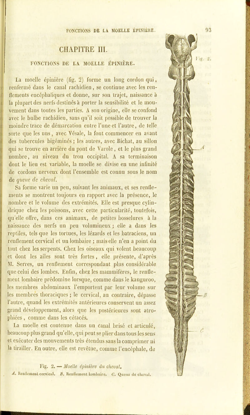 CHAPITRE III. FONCTIONS DE LA MOELLE ÉPINIÈRE. La moelle épinière (fig. 2) forme un long coi don qui, renfermé clans le canal racliidien, se continue avec les ren- flements encéphaliques et donne, sur son trajet, naissance à la plupart des nerfs destinés à porter la sensibilité et le mou- vement dans toutes les parties. A son origine, elle se confond avec le bulbe rachidieu, sans qu'il soit possible de trouver la moindre trace de démarcation entre l'une et l'autre, de telle sorte que les uns, avec Vésale, la font commencer en avant des tubercules bigérainés ; les autres, avec Bichat, au sillon qui se trouve en arrière du pont de Varole, et le plus grand nombre, au niveau du trou occipital. A sa terminaison dont le lieu est variable, la moelle se divise en une infinité de cordons nerveux dont l'ensemble est connu sous le nom de queue de cheval. Sa forme varie un peu, suivant les animaux, et ses renfle- ments se montrent toujours en rapport avec la présence, le nombre et le volume des extrémités. Elle est presque cylin- drique chez les poissons, avec cette particularité, toutefois, qu'elle oOVe, dans ces animaux, de petites bosselures à la naissance des nerfs un peu volumineux ; elle a dans les reptiles, tels que les tortues, les lézards et les batraciens, un renflement cervical et un lombaire ; mais elle n'en a point du tout chez les serpents. Chez les oiseaux qui volent beaucoup et dont les ailes sont très fortes, elle présente, d'après m. Serres, un renflement correspondant plus considérable que celui des lombes. Enfin, chez les mammifères, le renfle- ment lombaire prédomine lorsque, comme dans le kanguroo, les membres abdominaux l'emportent par leur volume sur les membres thoraciques ; le cervical, au contraire, dépasse l'autre, quand les extrémités antérieures conservent un assez grand développement, alors que les postérieures sont atro- phiées , comme dans les cétacés. La moelle est contenue dans un canal brisé et articulé, beaucoup plus grand qu'elle, qui peut se plier dans tous les sens et exécuter des mouvements très étendus sans la comprimer ni la tirailler. En outre, elle est revêtue, comme l'encéphale, de Fig. 2. — Moelle épinière dit cheval. i<^. Rcanotneal cervical, B. Rcnllement lombaire. C, Queue de chovul. à