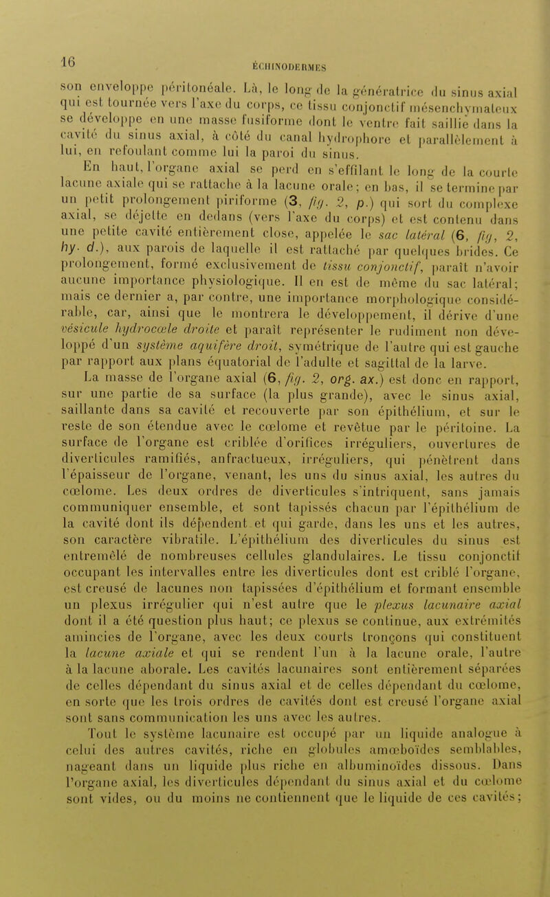 ^ Ér.llINODKRMES son enveloppe péritonéale. Lù, le long-de la génératrice du sinus axial qui est tournée vers l'axe du corps, ce tissu conjonctii niésenchymateux se développe on une masse fusifornie dont le ventre fait saillie dans la cavité du sinus axial, à côté du canal liydrophore et parallèlement à lui, en refoulant comme lui la paroi du sinus. En haut, l'organe axial se perd en s'effilant le long do la courte lacune axiale qui se rattache à la lacune orale; en has, il se termine par un petit prolongement piriforme (3, flg. 2, p.) qui sort du complexe axial, se déjelte en dedans (vers l'axe du corps) et est contenu dans une petite cavité entièrement close, appelée le sac latéral (6, /7.y, 2, hy. d.), aux parois de laquelle il est rattaché par quelques hrides. Ce prolongement, formé exclusivement de tissu conjonctif, jtaraît n'avoir aucune importance physiologique. Il en est de même du sac latéral; mais ce dernier a, par contre, une importance morphologique considé- rahle, car, ainsi que le montrera le développement, il dérive d'une vésicule hydrocœle droite et paraît représenter le rudiment non déve- loppé d'un système aquifère droit, symétrique de l'autre qui est gauche par rapport aux plans équatorial de l'adulte et sagittal de la larve. La masse de l'organe axial (6, fig. 2, org. ax.) est donc en rapport, sur une partie de sa surface (la plus grande), avec le sinus axial, saillante dans sa cavité et recouverte par son épithélium, et sur le reste de son étendue avec le cœlome et revêtue par le péritoine. La surface de l'organe est crihlée d'orifices irréguiiers, ouvertures de diverticules ramifiés, anfractueux, irréguliers, qui pénètrent dans l'épaisseur de l'organe, venant, les uns du sinus axial, les autres du cœlome. Les deux ordres de diverticules s'intriquent, sans jamais communiquer ensemble, et sont tapissés chacun par l'épithélium de la cavité dont ils dépendent et qui garde, dans les uns et les autres, son caractère vibratile. L'épithélium des diverticules du sinus est entremêlé de nombreuses cellules glandulaires. Le tissu conjonctif occupant les intervalles entre les diverticules dont est criblé l'organe, est creusé de lacunes non tapissées d'épithélium et formant ensemble un plexus irrégulier qui n'est autre que le plexus lacunaire axial dont il a été question plus haut; ce plexus se continue, aux extrémités amincies de l'organe, avec les deux courts tronçons qui constituent la lacune axiale et qui se rendent l'un à la lacune orale, l'autre à la lacune aborale. Les cavités lacunaires sont entièrement séparées de celles dépendant du sinus axial et de celles dépendant du cœlome, en sorte (juc les trois ordres de cavités dont est creusé l'organe axial sont sans communication les uns avec les autres. Tout le système lacunaire est occupé par un liquide analogue à celui des autres cavités, riche en globules amœboïdes semblables, nageant dans un liquide plus riche en albuminoïdes dissous. Dans l'organe axial, les diverticules dé|)endant du sinus axial et du cœlome sont vides, ou du moins ne contiennent (|ue le liquide de ces cavités;