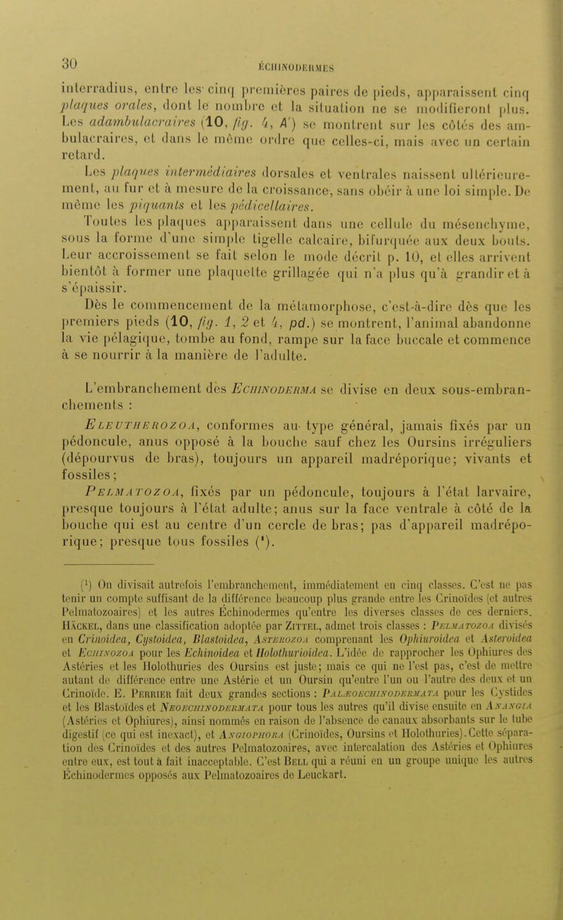 interradius, entre les cinij premières paires de pieds, apparaissent cinq plaques orales, dont le nombre et la situation ne se modifieront plus. Les adambulacraires (10, fig. 4') se montrent sur les côtés des am- bulacraircs, et dans le môme ordre que celles-ci, mais avec un certain retard. Les plaques intermédiaires dorsales et ventrales naissent ultérieure- ment, au fur et à mesure de la croissance, sans obéir à une loi simple. De même les piquants et les pédiceUaires. Toutes les plaques apparaissent dans une cellule du mésencliyme, sous la forme d'une simple tigelle calcaire, bifur(juéc aux deux bouts. Leur accroissement se fait selon le mode décrit p. 10, et elles arrivent bientôt à former une plaquette grillagée qui n'a plus qu'à grandir et à s'épaissir. Dès le commencement de la métamorphose, c'est-à-dire dès que les premiers pieds (10, fig. i, 2 et 'i, pd.) se montrent, l'animal abandonne la vie pélagique, tombe au fond, rampe sur la face buccale et commence à se nourrir à la manière de l'adulte. L'embranchement des Eciiinoderma se divise en deux sous-embran- chements : ELEUTHERozoA, conformes au- type général, jamais fixés par un pédoncule, anus opposé à la bouche sauf chez les Oursins irréguliers (dépourvus de bras), toujours un appareil madréporique; vivants et fossiles ; Pelmatozoa, fixés par un pédoncule, toujours à l'état larvaire, presque toujours à l'état adulte; anus sur la face ventrale à côté de la bouche qui est au centre d'un cercle de bras; pas d'appareil madrépo- rique; presque tous fossiles ('). (1) On divisait autrefois l'embranchement, immédiatement en cinq classes. C'est ne pas tenir un compte suffisant de la différence beaucoup plus grande entre les Crinoïdes (et autres l^elraatozoaires) et les autres Échinodermes qu'entre les diverses classes de ces derniers. Hackel, dans une classification adoptée par Zittrl, admet trois classes : Pelmatozoa divisés en Criiioidca, Cystoidea, Blastoidea, Astehozoa comprenant les Ophiuroidea et Asteroidea et EciiiNozoA pour les Echinoidea et Holothurioidea. L'idée de rapprocher les Ophiures des Astéries et les Holothuries des Oursins est juste ; mais ce qui ne l'est pas, c'est de mettre autant de différence entre une Astérie et un Oursin qu'entre l'un ou l'autre des deux et un Crinoïde. E. Perrier fait deux grandes sections: PAL.EOEcmxoDEUMArA pour les Cystides et les tilastoïdes et J^eoechinodermata pour tous les autres qu'il divise ensuite en Axaxgia (Astéries et Ophiures), ainsi nommés en raison de l'absence de canaux absorbants sur le tube digestif (ce qui est inexact), et Axoiophora (Crinoïdes, Oursins et Holothuries). Cette sépara- tion des Crinoïdes et des autres Pelmatozoaires, avec intercalation des Astéries et Ophiures entre eux, est tout à fait inacceptai)le. C'est Bell qui a réuni en un groupe unique les autres Échinodermes opposés aux Pelmatozoaires de Leuckart.