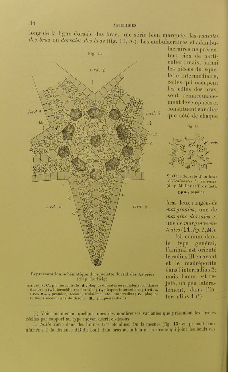 lon^- de la lign(3 dorsalo des hras, une série bien marquée, les radiales des bras ou dorsales des bras (fig. 11, d.). Les amliulacraires et adaml.u- iacrairos ne présen- tent rien de parti- culier; mais, parmi les pièces du sque- lette intermédiaire, celles qui occupent les côtés (les Ijras, sont reinarquaMe- ment développées et constituent sur clia- ' que côté de chaque Fig. 12. i-rd. 4 Représentation schématique du squelette dorsal des Astéries (d'ap. Lud-wig). »n., an II s ; C.plnqiio centrale; A., ptiiqties dorsales ou radiales secondaires des l)ras; i., interinédiairos dorsales; 1., plaques inlerradialcs; i-rd. 1, i-r<l. 2...., premier, second, troisioine, etc., inlerradius; r., plaques radiales secondaires du disque; M., plaques radiales. Surface dorsale d'un bras d'Echinaster brasiliensts (d'ap. Muller et Troschet). ppu., papules. ijras deux rangées de marginales^ une de margino-dorsales et nne de margino-ven- trales {11, fig.1, M.). Ici, comme dans le type général, ranimai est orienté le radius 111 en avant et le madréporite dansl'interradius 2; mais l'anus est re- jeté, un peu latéra- lement, dans Tin- ter radius 1 (). (^) Voici maintenant t^uelques-unes des nombreuses variantes que présentent les formes réelles par rapport au type moyen décrit ci-dessus. La toillfi varie dans des limites Ires étendues. On la mesure (fig. en prenant pour diamètre I) la dislance AB du IjouI d'un hras au mili(>u do la droite qui joint les bouts des