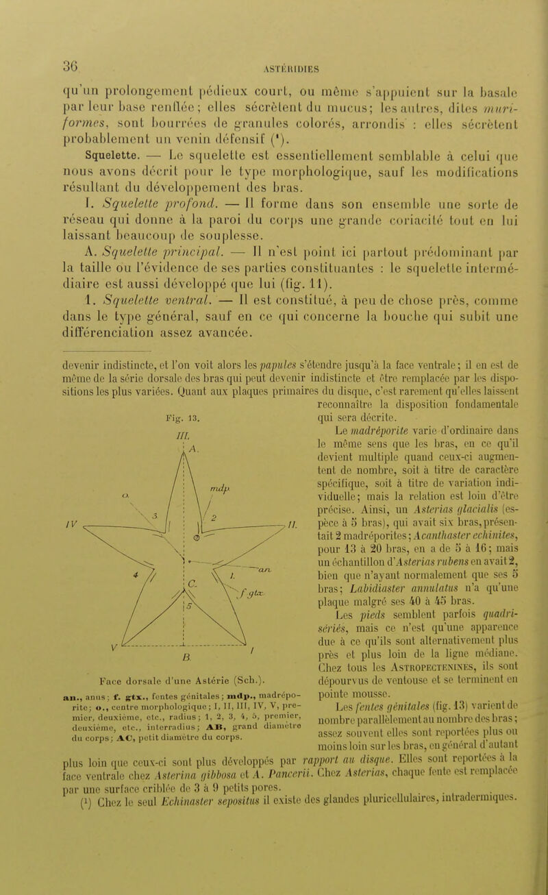 qu'un prolongement pédieux court, ou même s'appuient sur la basale par leur base renllée; elles sécrètent du mucus; les autres, dites muri- fornips, sont bourrées de granules colorés, arrondis : elles sécrètent probablement un venin défcnsif ('). Squelette. — Le squelette est essentiellement semblable à celui que nous avons décrit [)our le type morphologique, sauf les modifications résultant du déveloi)peraent des bras. 1. Squelette profond. — Il forme dans son ensemble une sorte de réseau qui donne à la paroi du corj)S une grande coriacité tout en lui laissant beaucoup de souplesse. A. Squelette pi'incipal. — Il n'est point ici partout |)ré(]ominant par la taille ou l'évidence de ses parties constituantes : le s(}ueletlc intermé- diaire est aussi développé que lui (fig. 11). 1. Squelette ventral. — 11 est constitué, à peu de chose près, comme dans le type général, sauf en ce qui concerne la bouche qui subit une différenciation assez avancée. devenir indistincte, et l'on voit alors les papules s'étendre jusqu'à la face ventrale ; il en est de mi'me de la série dorsale des bras qui peut devenir indistincte et Otre remplacée par les dispo- sitions les plus variées. Quant aux plaques primaires du disque, c'est rarement qu'elles laissent reconnaître la disposition fondaraenlale qui sera décrite. Le juadréporite varie d'ordinaire dans le mf^me sens que les bras, eu ce qu'il devient multiple quand ceux-ci augmen- tent de nombre, soit à titre de caractère spécifique, soit à titre de variation indi- viduelle; mais la relation est loin d'être précise. Ainsi, un Astcrias (jlacialis (es- pèce à 5 bras), qui avait six bras, présen- tait 2 madréporites ; Acantliastcr echinites, pour 13 à 20 bras, on a de o à 16 ; mais un écbaulillou dWsterias riibens en avait 2, bien que n'ayant normalement que ses 5 bras; Labidiaster anmUatiis n'a qu'une plaque malgré ses 40 à 45 bras. Les pieds semblent parfois quadvi- sériés, mais ce n'est qu'une apparence due à ce qu'ils sont alternativement plus près et plus loin de la ligne médiane. Chez tous les Astropectknines, ils sont dépourvus de ventouse et se terminent en pointe mousse. Les fentes génitales (fig. 13) varient de nombre parallèlement au nombre des bras ; assez souvent elles sont reportées plus ou moins loin sur les bras, eu général d'autant plus loin que ceuv-ci sont plus développés par rapport an disque. Elles sont reportées à la face ventrale chez Asterina (jit)hosa et A. Panccrii. Chez Asterias, chaque fente est remplacée par une surface criblée de 3 à 9 petits pores. (1) Chez le seul Echinaster sepositm il existe des glandes pluricellulau-es, intradermiques. Face dorsale d'une Astérie (Sch.). an., anus ; f. gtx., fentes génitales ; indp., madrépo- ritc; o., cenlro morphologique; I, II, III, IV, V, pre- mier, deuxième, clc, radius; 1, 2, 3, k, 5, premier, deuxième, etc., iiilorradius; AB, grand diamètre du corps; AC, petit diamètre du corps.