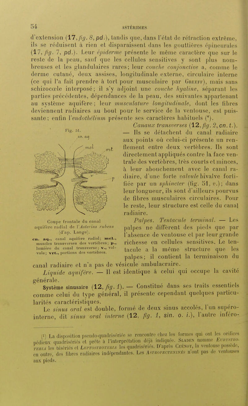 Fis;. 51. d'exlension {17,/ig. 8,pd.), tandis (|ue,dans l'état de rétraction extrême, ils se réduisent à rien et disparaissent dans les gouttières (''jdnciirales (17, /ig. 7, pd.). Leur épidémie présente le même caractère que sur le reste de la peau, sauf que les cellules sensitives y sont plus nom- breuses et les glandulaires rares; leur couche conjonclive a, comme le derme cutané, deux assises, longitudinale (externe, circulaire interne (ce qui l'a fait prendre h tort pour musculaire par Grkeff), mais sans schizocœle interposé; il s'y adjoint une couche Jtyaline, sépai-ant les parties précédentes, dépendances de la peau, des suivantes appartenant au système aquifère; leur musculature longitudinale, dont les fibres deviennent railiaires au bout pour le service de la ventouse, est puis- sante; enfin Vendothélium présente ses caractères habituels ('). Canaux transverses (12, fig. 2, en. t.). — Ils se détachent du canal radiaire aux points où celui-ci présente un ren- flement entre deux vertèbres. Ils sont directement appliqués contre la face ven- trale des vertèbres, très courts et minces, à leur abouchement avec le canal ra- diaire, d'une forle ya/ow/e bivalve forti- fiée par un sphincter (fig-. 51, v.); dans leur longueur, ils sont d'ailleurs pourvus de fibres musculaires circulaires. Pour le reste, leur structure est celle du canal radiaire. Palpes. Tentacule terminal. — Les palpes ne dilTèrent des pieds que par l'absence de ventouse et par leur grande richesse en cellules sensitives. Le ten- tacule a la même structure que les palpes; il contient la terminaison du canal radiaire et n'a pas de vésicule ambulacraire. Liquide aquifère. — Il est identique à celui qui occupe la cavité générale. Système sinusaire (12, fig. 1). — Constitué dans ses traits essentiels comme celui du type général, il présente cependant quelques particu- larités caractéristiques. Le sinus oral est double, formé de deux sinus accolés, l un supéro- interne, dit sinus oral interne (12, /ig. i, sin. 0. /.), l'autre inféro- Coupe frontale du canal aquifère radial de VAsterias rubcns (d'ap. Lange). en. aq., cannl aquifère radial; iiicl., muscles transverses des vertèbres; p., lumière du canal transverse ; v., val- vule; vrt., portions des vertèbres. (1) La disposition pseiuio-quaih-isérii-o so rcnconlri' chez los formes qui ont les orifices nédieux quadrisériés et prête à l'interprétation déjà indiquée. Sladkn nomme EuinsTito. TERiA les bisériés et Uptostroteuta les quadrisériés. D'après Cuknot, la ventouse possède, en outre, des fibres radiaires indépendantes. Les .X^tropecteninés n ont pas de ventouses au.v pieds.