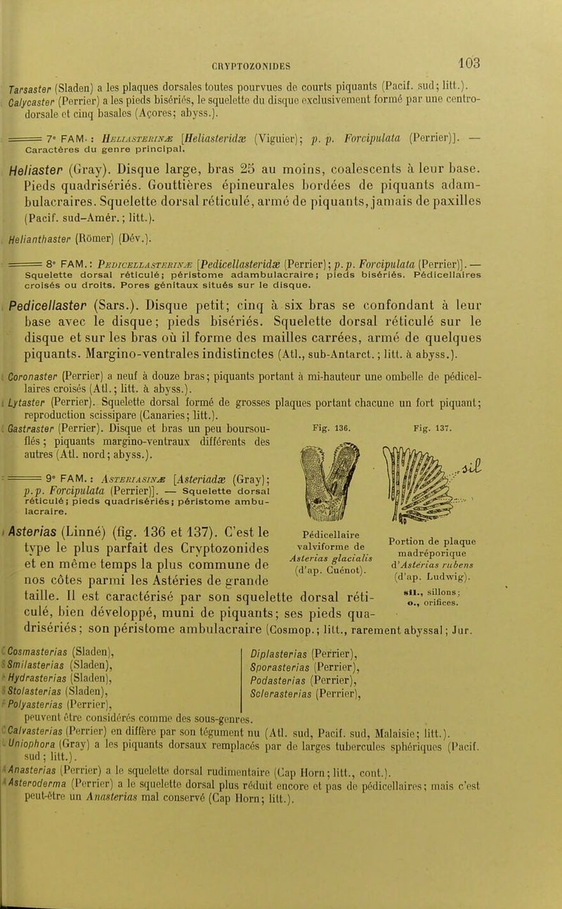 Tarsaster (Sladen) a les plaques dorsales toutes pourvues de courts piquants (Pacif. sud; litt.). Calycaster (Perrier) a les pieds bisériôs, le squelette du disque exclusivement formé par une centro- dorsale et cinq basâtes (Açores; abyss.). = - 7° FA M- ; Heliasterinje [Heliasteridx (Viguier); p.p. Forcipulata (Perrier)]. — Caractères du genre principal. Heliaster (Gray). Disque large, bras 25 au moins, coalescents à leur base. Pieds quadrisériés. Gouttières épineurales bordées de piquants adam- bulacraires. Squelette dorsal réticulé, armé de piquants, jamais de paxilles (Pacif. sud-Amér. ; litt.). Helianthaster (Rômer) (Dév.). - - 8° FAM.: Pedicellasteeikje [Pedicellasteridx (Perrier);;?.p. Forcipulata (Perrier)].— Squelette dorsal réticulé, péristome adambulacraire; pieds bisériés. Pédicellaires croisés ou droits. Pores génitaux situés sur le disque. Pedicellaster (Sars.). Disque petit; cinq à six bras se confondant à leur base avec le disque; pieds bisériés. Squelette dorsal réticulé sur le disque et sur les bras où il forme des mailles carrées, armé de quelques piquants. Margino-ventrales indistinctes (Atl., sub-Antarct. ; litt. à abyss.). ; Coronaster (Perrier) a neuf à douze bras ; piquants portant à mi-hauteur une ombelle d laires croisés (Atl. ; Utt. à abyss.). 1 Lytaster (Perrier). Squelette dorsal formé de grosses plaques portant chacune un fort reproduction scissipare (Canaries; litt.). . Gastraster (Perrier). Disque et bras un peu boursou- Fig. i36. Fig. fiés ; piquants margino-ventraux différents dès autres (Atl. nord; abyss.). e pédicel- piquant; 137. = 9» FAM,: AsTERiAsrN-.^ [Asteriadss (Gray); p.p. Forcipulata (Perrier)]. — Squelette dorsal réticulé; pieds quadrisériés; péristome ambu- lacraire. Pédicellaire valviforme de Asterias glacialis (d'ap. Guénot). Asterias (Linné) (fig. 136 et 137). C'est le type le plus parfait des Cryptozonides et en même temps la plus commune de nos côtes parmi les Astéries de grande taille. Il est caractérisé par son squelette dorsal réti culé, bien développé, muni de piquants; ses pieds qua drisériés; son péristome ambulacraire (Gosniop.; lilt., rarement abyssal; Jur Portion de plaque madréporique d'Asterias rubens (d'ap. Ludwig). 8ll., sillons; o., orifices. DipIasterias (Perrier), Sporasterias (Perrier), Podasterias (Perrier), Sclerasterias (Perrier), ■ Cosmasterias (Sladen), - Smilasterias (Sladen), Hydrasterias (Sladen), ^ Stolasterias (Sladen), Polyasterias (Perrier), peuvent être considérés comme des sous-genres. :Calvasterias (Perrier) en diffère par son tégument nu (Atl. sud, Pacif. sud, Malaisie; litt.). - Uniophora (Gray) a les piquants dorsaux remplacés par de larges tubercules sphériqucs (Pacif. sud ; litt.). iAnasterias (Perrier) a le squelette dorsal rudimentaire (Cap Horn;litt., cont.). ^Asteroderma (Perrier) a le squelette dorsal plus réduit encore et pas de pédicellaires; mais c'est peut-être un Anasterias mal conservé (Cap Ilorn; litt.).