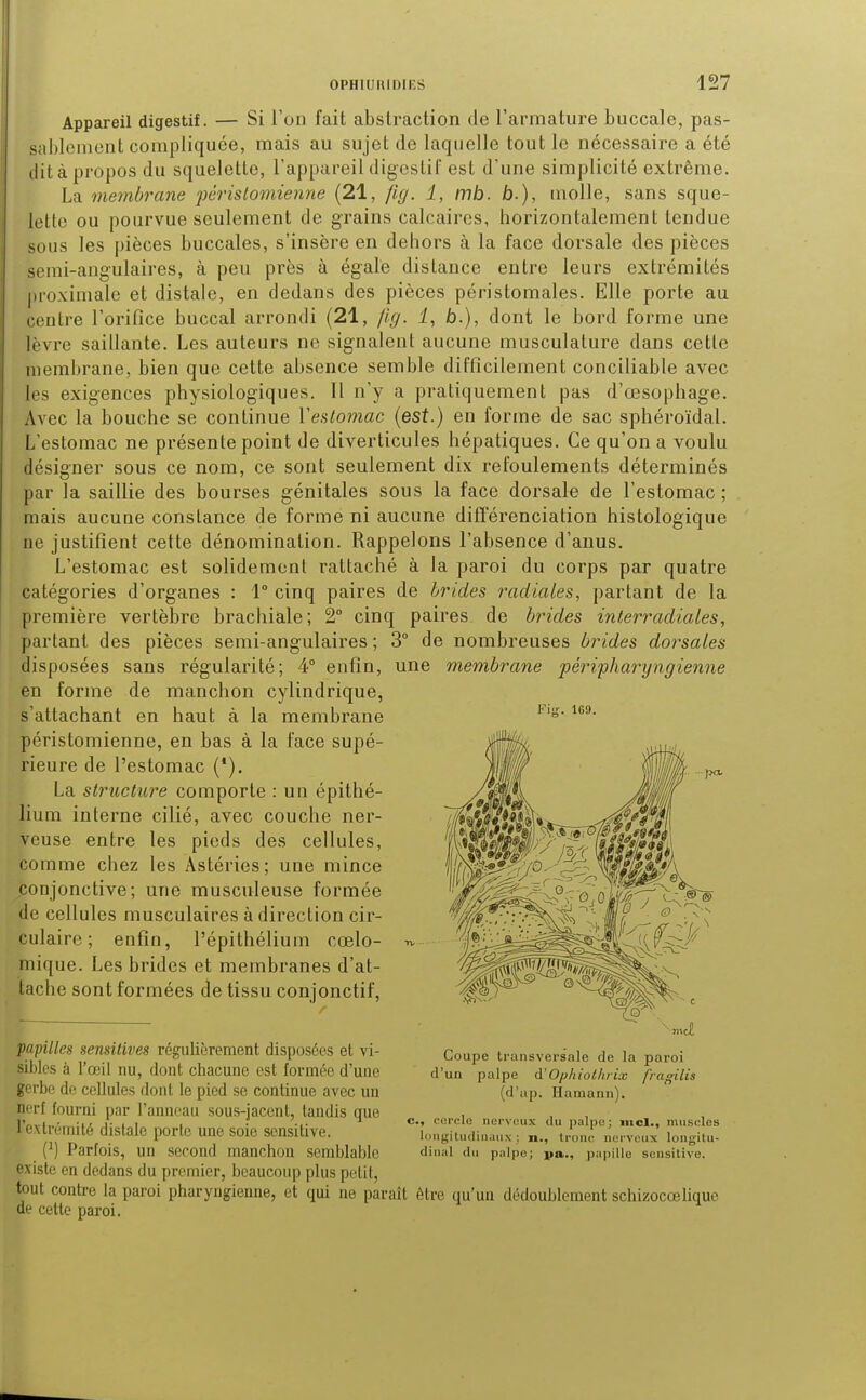 Appareil digestif. — Si l'un fait abstraction de l'armature buccale, pas- sablement compliquée, mais au sujet de laquelle tout le nécessaire a été dit à propos du squelette, l'appareil digestif est d'une simplicité extrême. La membrane périslomienne (21, fig. 1, mb. b.), molle, sans sque- lette ou pourvue seulement de grains calcaires, horizontalement tendue sous les pièces buccales, s'insère en dehors à la face dorsale des pièces somi-angulaires, à peu près à égale distance entre leurs extrémités jiroximale et distale, en dedans des pièces péristomales. Elle porte au centre l'orifice buccal arrondi (21, /ig. i, b.), dont le bord forme une lèvre saillante. Les auteurs ne signalent aucune musculature dans cette membrane, bien que cette absence semble difficilement conciliable avec les exigences physiologiques. Il n'y a pratiquement pas d'œsophage. Avec la bouche se continue Veslomac (est.) en forme de sac sphéroïdal. L'estomac ne présente point de diverticules hépatiques. Ce qu'on a voulu désigner sous ce nom, ce sont seulement dix refoulements déterminés par la saillie des bourses génitales sous la face dorsale de l'estomac ; mais aucune constance de forme ni aucune différenciation histologique ne justifient cette dénomination. Rappelons l'absence d'anus. L'estomac est solidement rattaché à la paroi du corps par quatre catégories d'organes : 1° cinq paires de brides radiales, partant de la première vertèbre brachiale; 2° cinq paires de brides interradiales, partant des pièces semi-angulaires ; 3° de nombreuses brides dorsales disposées sans régularité; 4° enfin, une membrane périfliaryngienne en forme de manchon cylindrique, s'attachant en haut à la membrane péristomienne, en bas à la face supé- rieure de l'estomac ('). La structure comporte : un épithé- lium interne cilié, avec couche ner- veuse entre les pieds des cellules, comme chez les Astéries; une mince conjonctive; une musculeuse formée de cellules musculaires à direction cir- culaire ; enfin, l'épithélium coelo- mique. Les brides et membranes d'at- tache sont formées de tissu conjonctif, Fis. 169. papilles semitives régulièrement disposées et vi- sibles à l'œil nu, dont chacune est formée d'une gerbe de cellules dont le pied se continue avec un nerf fourni par l'anneau sous-jacent, tandis que l'extrémité distale porte une soie sensitive. (') Parfois, un second manchon semblable existe en dedans du premier, beaucoup plus petit, tout contre la paroi pharyngienne, et qui ne paraît être qu'un dédoublement schizoccelique de cette paroi. Coupe ti'iinsversale de la paroi d'un palpe A'Opliiolluix fragilis (d'ap. Hamann). c, coi'olo iiei'voux du palpo; incl., muscles loiigiludiiiaux ; n., tronc nerveux longitu- dinal du palpe; pa., papille sensitive.