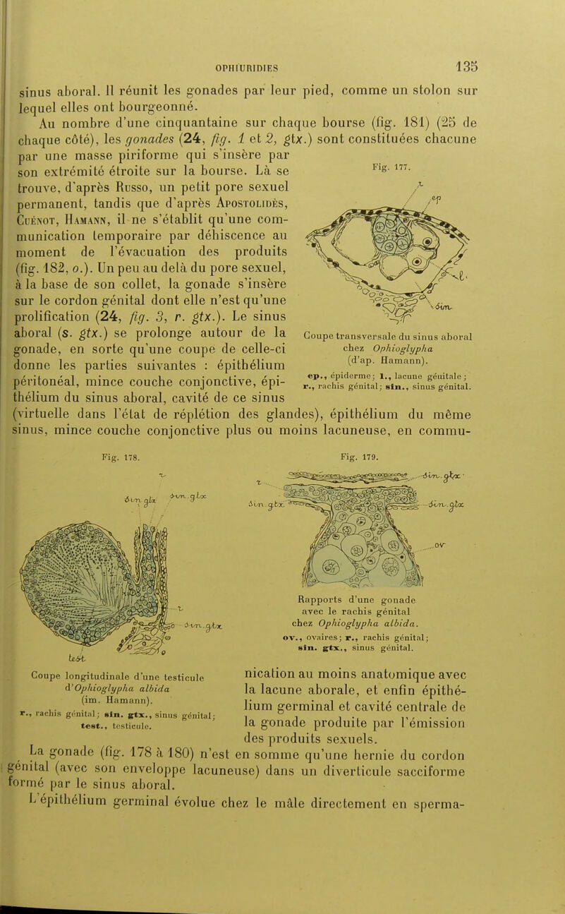 Fig. 177. sinus aboral. 11 réunit les gonades par leur pied, comme un stolon sur lequel elles ont bourgeonné. Au nombre d'une cinquantaine sur chaque bourse (fig. 181) (25 de chaque côté), les gonades (24, fig. 1 et 2, gix.) sont constituées chacune par une masse piriforme qui s'insère par son extrémité étroite sur la bourse. Là se trouve, d'après Russe, un petit pore sexuel permanent, tandis que d'après Apostolidès, CuÉNOT, Hamann, il ne s'établit qu'une com- munication temporaire par déhiscence au moment de l'évacuation des produits (fig. 182, 0.). Un peu au delà du pore sexuel, à la base de son collet, la gonade s'insère sur le cordon génital dont elle n'est qu'une prolitîcation (24, fig. 3, r. gix.). Le sinus aboral (s. ^^x.) se prolonge autour de la gonade, en sorte qu'une coupe de celle-ci donne les parties suivantes : épithélium péritonéal, mince couche conjonctive, épi- thélium du sinus aboral, cavité de ce sinus (virtuelle dans l'état de réplétion des glandes), épithélium du même sinus, mince couche conjonctive plus ou moins lacuneuse, en commu- Goupe transversale du sinus aboral chez Ophiûglyplia (d'ap. Hamann). ep., épiderme; 1., lacune génitale; r., rachis génital; sin., sinus génital. Fig. 179. iUa.g;bx. 0-t/n, Rapports d'une gonade avec le rachis génital chez Ophioglypha aLbida. ov., ovaires; r,, rachis génital; sin. gtx,, sinus génital. Coupe longitudinale d'une testicule à'Ophioglypha albida (im. Hamann). r., rachis génital; sIn. gtx,, sinus génital; test., iL'sticule. nication au moins anatomique avec la lacune aborale, et enfin épithé- lium germinal et cavité centrale de la gonade produite par l'émission des produits sexuels. La gonade (fig. 178 à 180) n'est en somme qu'une hernie du cordon génital (avec son enveloppe lacuneuse) dans un diverticule sacciforme formé par le sinus aboral. L'épithélium germinal évolue chez le mâle directement en sperma-