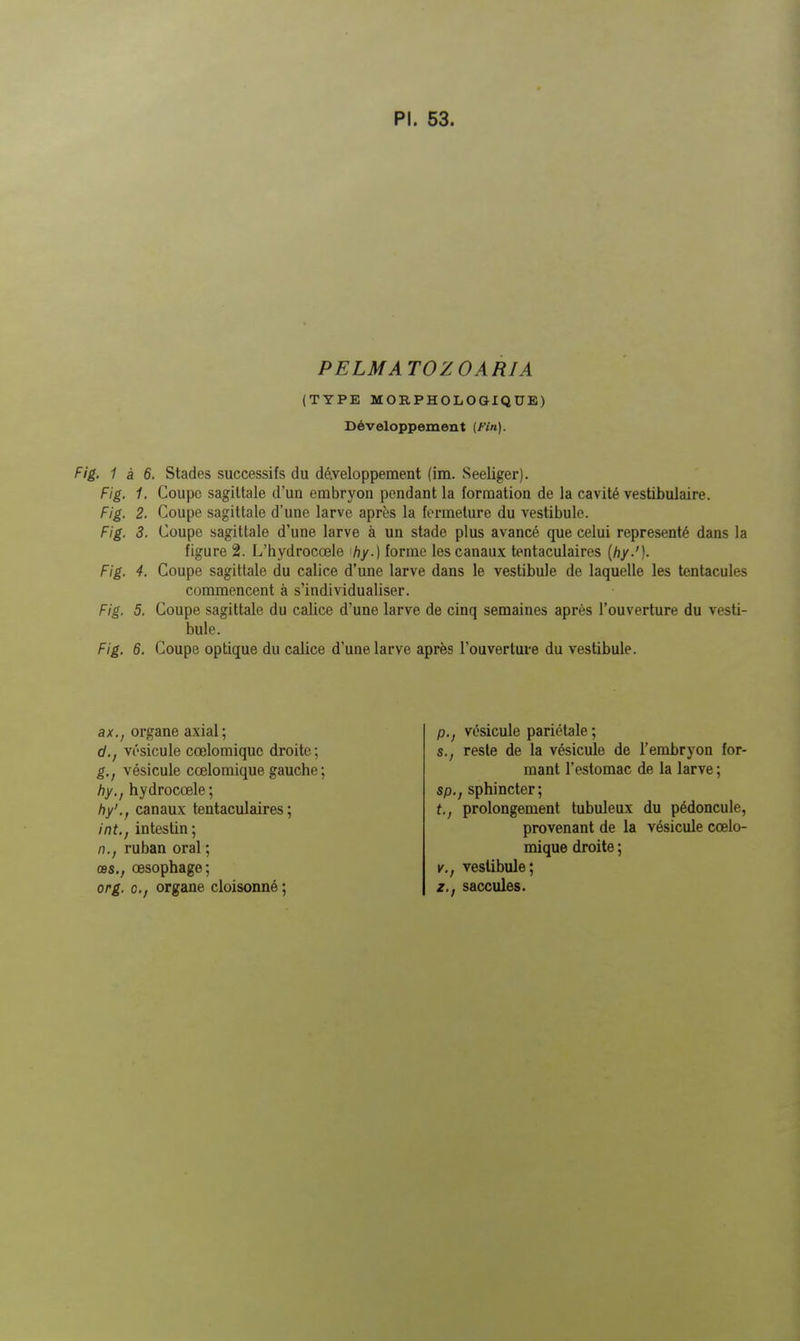 PELMATOZOARIA (TYPE MORPHOLOGIQUE) Développement (Fin). Fig. 1 à 6. Stades successifs du développeraent (im. Seeliger). Fig. 1. Coupe sagittale d'un embryon pondant la formation de la cavité vestibulaire. Fig. 2. Coupe sagittale d'une larve après la fermeture du vestibule. Fig. 3. Coupe sagittale d'une larve à un stade plus avancé que celui représenté dans la figure 2. L'hydrocœle hy.) forme les canaux tentaculaires {hy-')- Fig. 4. Coupe sagittale du calice d'une larve dans le vestibule de laquelle les tentacules commencent à s'individualiser. Fig. 5. Coupe sagittale du calice d'une larve de cinq semaines après l'ouverture du vesti- bule. Fig. 6. Coupe optique du calice d'une larve après l'ouverture du vestibule. ax., organe axial; d., vésicule cœlomiquc droite; g., vésicule cœlomique gauche; hy., hydroccele; hy'., canaux tentaculaires; int., intestin; n., ruban oral ; œs., œsophage; org. o.f organe cloisonné ; p.j vésicule pariétale ; s., reste de la vésicule de l'embryon for- mant l'estomac de la larve ; sp., sphincter; t.f prolongement tubuleux du pédoncule, provenant de la vésicule cœlo- mique droite ; V., vestibule; z.; saccules.