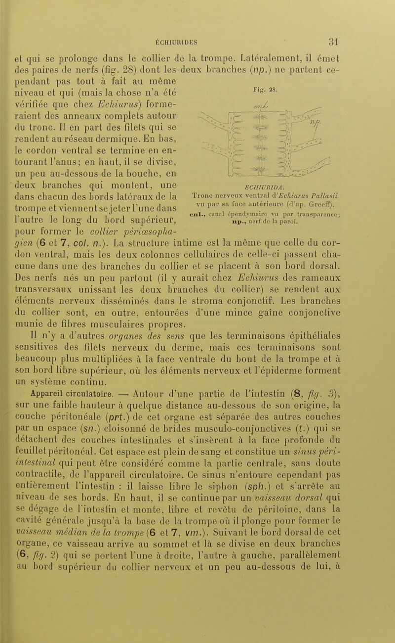 et qui se prolonge dans le collier de la trompe. Latéralement, il émet des paires de nerfs (fig. 28) dont les deux branches (np.) ne partent ce- pendant pas tout à fait au même niveau et qui (mais la chose n'a été vérifiée que chez Echiurus) forme- raient des anneaux complets autour du tronc. Il en part des filets qui se rendent au réseau dermique. En bas, le cordon ventral se termine en en- tourant l'anus; en haut, il se divise, un peu au-dessous de la bouche, en deux branches qui montent, une dans chacun des bords latéraux de la trompe et viennent se jeter Tune dans l'autre le long du bord supérieur, pour former le collier périœsopha- gien (6 et 7, col. n.). La structure intime est la même que celle du cor- don ventral, mais les deux colonnes cellulaires de celle-ci passent cha- cune dans une des branches du collier et se placent à son bord dorsal. Des nerfs nés un peu partout (il y aurait chez Echiurus des rameaux transversaux unissant les deux branches du collier) se rendent aux éléments nerveux disséminés dans le stroma conjonclif. Les branches du collier sont, en outre, entourées d'une mince gaîne conjonctive munie de fibres musculaires propres. Il n'y a d'autres organes des sens que les terminaisons épithéliales sensitives des filets nerveux du derme, mais ces terminaisons sont beaucoup plus multipliées à la face ventrale du bout de la trompe et à son bord libre supérieur, où les éléments nerveux et l'épiderme forment un système continu. Appareil circulatoire. — Autour d'une partie de l'intestin (8, fig. 3), sur une faible hauteur à quelque distance au-dessous de son origine, la couche péritonéale (prt.) de cet organe est séparée des autres couches par un espace (sn.) cloisonné de brides musculo-conjonclives (t.) qui se détachent des couches intestinales et s'insèrent à la face profonde du feuillet péritonéal. Cet espace est plein de sang et constitue un sinus péri- intestinal qui peut être considéré comme la partie centrale, sans doute contractile, de l'appareil circulatoire. Ce sinus n'entoure cependant pas entièrement l'intestin : il laisse libre le siphon (sph.) et s'arrête au niveau de ses bords. En haut, il se continue par un vaisseau dorsal qui se dégage de l'intestin et monte, libre et revêtu de péritoine, dans la cavité générale jusqu'à la base de la trompe où il plonge pour former le vaisseau médian de la trompe {Q et 7, mïï).). Suivant le bord dorsal de cet organe, ce vaisseau arrive au sommet et là se divise en deux branches (6, fig. 2) qui se portent l'une à droite, l'autre à gauche, parallèlement au bord supérieur du collier nerveux et un peu au-dessous de lui, à Fig. 28. ECU lURIO A. Tronc nerveux ventral à'Echiurus Pallasii vu par sa face antérieure (d'ap. Greefï). cjil., canal épendyniairc va par transparence; np., nerf de la paroi.