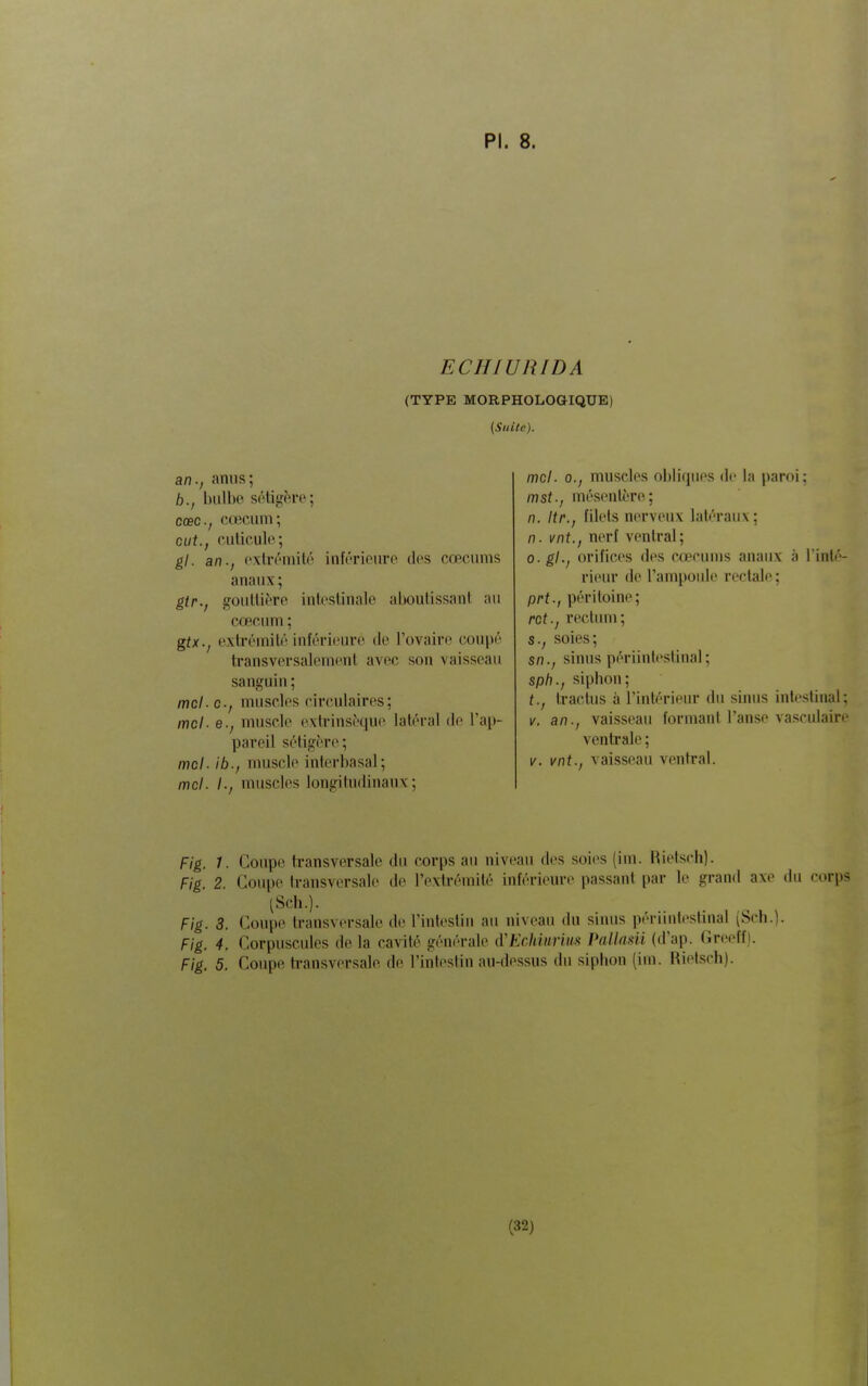 ECHIURIDA (TYPE MORPHOLOGIQUE) (Suite), an.; iinus; b., luilbo s(Higère; cœC; cœcum; eut., culiculo; gl. an., cxln'niitô inférieure des cœctinis anaux; gtr., 2;ouUif'ro inlcslinnle alionlissnnl au cœcum ; gtx., extréinilé inférieure de l'ovaire coupé transversalement avec son vaisseau sanguin ; mcl- G-, muscles circulaires; /ne/, e.; muscle cxlrinsèqne laléral de l'ap- pareil .séligère; mcl. ib., muscle interbasal; mcl. I., muscles longitudinaux; mcl. 0., muscles nlditpies de la paroi; m st., mésentère; n. Itr., filets nerveux latéraux; n. vnt., nerf ventral; o.gl., orifices des cxïcuins anaux à l'inté- rieur de l'ampoide rectale; prt., péritoine; rot., rectum; s., soies; s/7.; sinus périinii'slinal; sph., siphon; traclus à l'intérieiu' du sinus inti'slinal; V. an-, vaisseau formani l'an.se vasculaire ventrale ; V. vnt., vaisseau ventral. Fig. 1. Coupe transversale du corps au niveau des soies (im. Rietsch). Fig. 2. Coupe transversale de l'extrémité inférieure passant par le grand axe du corps tScii.). Fig. 3. Coupe transversale de l'intestin au niveau du siiuis péruntestmal (Sch.). Fig. 4. Corpuscules de la cavité générale d'Kchiimm PaUasii (d'ap. Greeff). Fig. 5. Coupe ti-ansversale de l'intestin au-dessus du siphon (im. Rietsch). (32)