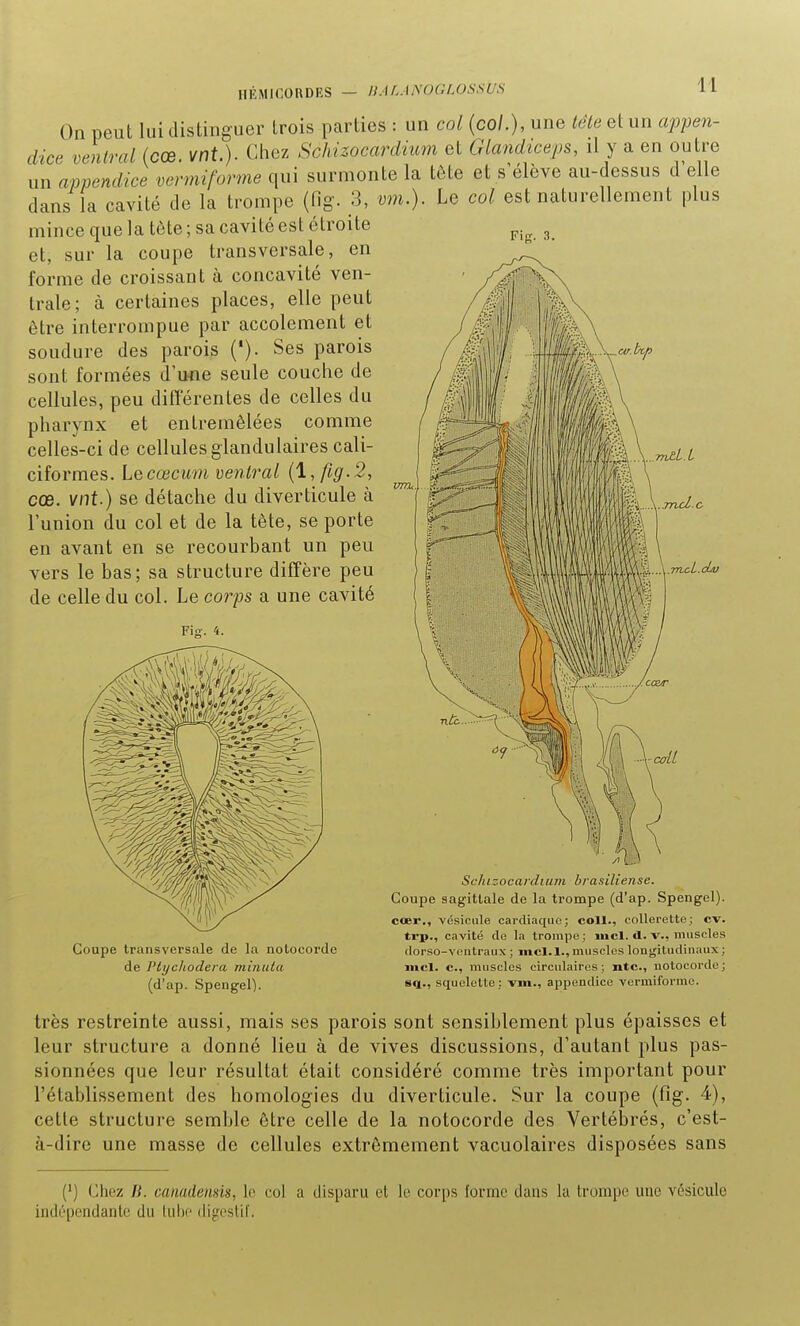 HÉMICORDES - UAnA^'OCUJSSUS On peut lui distinguer trois parties : un col {col.), une tête et un appen- dice ventral (cœ vnt.). Chez Schizocardium et Glandiceps, il y a en outre un appendice vermiforme qui surmonte la tÔte et s'élève au-dessus d'elle dans la cavité de la trompe (fig. 3, vm.). Le col est naturellement plus mince que la tôte ; sa cavité est étroite p.^ ^ et, sur la coupe transversale, en forme de croissant à concavité ven- trale; à certaines places, elle peut être interrompue par accotement et soudure des parois ('). Ses parois sont formées d'u-ne seule couche de cellules, peu différentes de celles du pharynx et entremêlées comme celles-ci de cellules glandulaires cali- ciformes. Lecœcum ventral {\, fig.2, cœ. vnt.) se détache du diverticule à l'union du col et de la tête, se porte en avant en se recourbant un peu vers le bas; sa structure diffère peu \ l \^ AWlllUUUMWW ) \mcLdv de celle du col. Le corps a une cavité Fijï. 4. Coupe transversale de la noLocorde de l'ii/chodera minuta (d'ap. Spengel). Sc/iizocardiuni brasiliense. Coupe sagittale de la trompe (d'ap. Spengel). cœr., vésicule cardiaque; coll., collerette; cv. trp., cavité de la trompe; iiicl. d. v., muscles dorso-vcntraux ; mcl.l., muscles longitudinaux; incl. c, muscles circulaires; ntc, nolocorde; sq., squelette; vm., appendice vermiforme. très restreinte aussi, mais ses parois sont sensiblement plus épaisses et leur structure a donné lieu à de vives discussions, d'autant plus pas- sionnées que leur résultat était considéré comme très important pour l'établissement des homologies du diverticule. Sur la coupe (fig. 4), cette structure semble être celle de la notocorde des Vertébrés, c'est- à-dire une masse de cellules extrêmement vacuolaires disposées sans (') Chez B. canadensis, le col a disparu et le corps forme dans la Irompe une vésicule indépendanle du IuIm' (lijrcslif.