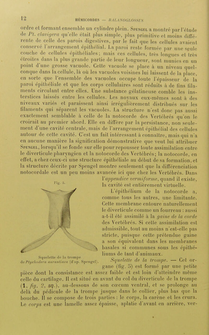 HEMiconoES — n.i/.AyoGf.ossrs ordre et formant ensemble un cylindre plein. Spengel a montré par l'éludo de PL clamgera qu'elle était plus simple, plus primitive et moins difïe- renle de celle des parois digeslives, par le fait que les cellules avaient conservé l'arraup^ement épithélial. La paroi reste formée par une spulo couche de cellules épithéliales ; mais ces cellules, très longues et très étroites dans la plus grande partie de leur long-ueur, sont munies en un point d'une grosse vacuole. Cette vacuole se place à un niveau quel- conque dans la cellule, là oîi les vacuoles voisines lui laissent de la place, en sorte que l'ensemble des vacuoles occupe toute l'épaisseur de la paroi épithéliale et que les corps cellulaires sont réduits à de fins fila- ments circulant entre elles. Une substance gélatineuse comble les ins- terstices laissés entre les cellules. Les noyaux eux-mêmes sont à des niveaux variés et paraissent ainsi irrégulièrement distribués sur les filaments qui séparent les vacuoles. La structure n'est donc pas aussi exactement semblable à celle de la notocorde des Vertébrés qu'on le croirait au premier abord. Elle en diffère par la persistance, non seule- ment d'une cavité centrale, mais de l'arrangement épithélial des cellules autour de cette cavité. C'est un fait intéressant à connaître, mais qui n'a en aucune manière la signification démonstrative que veut lui attribuer Spengel, lorsqu'il se fonde sur elle pour repousser toute assimilation entre le diverticule pharyngien et la notocorde des Vertébrés; la notocorde, en effet, a chez ceux-ci une structure épithéliale au début de sa formation, et la structure décrite par Spengel montre seulement que la différenciation nolocordale est un peu moins avancée ici que chez les Vertébrés. Dans Vappendîce vermiforme, quand il existe, ^' la cavité est entièrement virtuelle. L'épithélium de la notocorde a, comme tous les autres, une limitante. Cette membrane entoure naturellement le diverticule comme un fourreau : aussi a-t-il été assimilé à la gaine de la corde des Vertébrés. Si cette assimilation est admissible, tout au moins n'est-elle pas stricte, puisque cette prétendue gaine a son équivalent dans les membranes ^^ basales si communes sous les épithé- ^' liums de tant d'animaux. Squelette de la trompe a i n i i i ni dep^î/cAo^e/a ««/a^v/aca (d'ap. Spengel). Squelette de la trompe. — Cet or- gane (fig. 5) est formé par une petite pièce dont la consistance est assez faible et est loin d'alleindre môme celle du cartilage. Il est situé en avant du col du diverticule de la trompe (1, /ig. 2, sq.), au-dessous de son cœcum ventral, et se prolonge au delà du pédicule de la trompe jusque dans le collier, plus bas que la bouche. Il se compose de trois parties : le corps, la carène et les crura. Le co?ys est une lamelle assez épaisse, aplatie d'avant en arrière, ver-