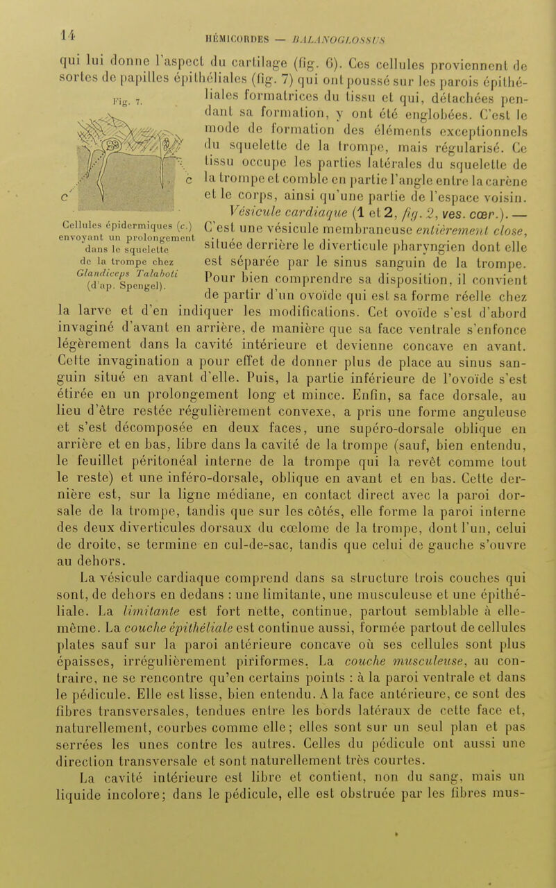 IIEMICORDES — IIALANOGLOSSIS Cellules épidcrmiques (c.) envoyant un prolongement dans le squelette de la trompe chez Glandiceps Talahoti (d'ap. Spengel). qui lui donne l'aspect du carUlage (fig. C). Ces cellules proviennent de sortes de papilles épitliéliales (fig. 7) qui oui poussé sur les parois épillié- liales formatrices du tissu et qui, délacliées pen- dant sa formation, y ont été englobées. C'est le mode de formation des éléments exceptionnels du squelette de la trompe, mais régularisé. Ce tissu occupe les parties latérales du squelette de la trompe et comble en partie l'angle entre la carène et le corps, ainsi qu'une partie de l'espace voisin. Vésicule cardiaque (1 et 2, ficj. 2, ves. cœr.). — C'est une vésicule membraneuse enlièremenl close, située derrière le diverticule pharyngien dont elle est séparée par le sinus sanguin de la trompe. Pour bien comprendre sa disposition, il convient de partir d'un ovoïde qui est sa forme réelle chez la larve et d'en indiquer les modifications. Cet ovoïde s'est d'abord invaginé d'avant en arrière, de manière que sa face ventrale s'enfonce légèrement dans la cavité intérieure et devienne concave en avant. Celte invagination a pour effet de donner plus de place au sinus san- guin situé en avant d'elle. Puis, la partie inférieure de l'ovoïde s'est étirée en un prolongement long et mince. Enfin, sa face dorsale, au lieu d'être restée régulièrement convexe, a pris une forme anguleuse et s'est décomposée en deux faces, une supéro-dorsale oblique en arrière et en bas, libre dans la cavité de la trompe (sauf, bien entendu, le feuillet péritonéal interne de la trompe qui la revêt comme tout le reste) et une inféro-dorsale, oblique en avant et en bas. Celte der- nière est, sur la ligne médiane, en contact direct avec la paroi dor- sale de la trompe, tandis que sur les côtés, elle forme la paroi interne des deux diverticules dorsaux du cœlome de la trompe, dont l'un, celui de droite, se termine en cul-de-sac, tandis que celui de gauche s'ouvre au dehors. La vésicule cardiaque comprend dans sa structure trois couches qui sont, de dehors en dedans : une limitante, une musculeuse et une épithé- liale. La limitante est fort nette, continue, partout semblable à elle- même. La couche épithéliale est continue aussi, formée partout de cellules plates sauf sur la paroi antérieure concave oii ses cellules sont plus épaisses, irrégulièrement piriformes. La couche musculeuse, au con- traire, ne se rencontre qu'en certains points : à la paroi ventrale et dans le pédicule. Elle est lisse, bien entendu. A la face antérieure, ce sont des fibres transversales, tendues entre les bords latéraux de cette face et, naturellement, courbes comme elle; elles sont sur un seul plan et pas serrées les unes contre les autres. Celles du pédicule ont aussi une direction transversale et sont naturellement très courtes. La cavité intérieure est libre et contient, non du sang, mais un liquide incolore; dans le pédicule, elle est obstruée par les fibres mus-