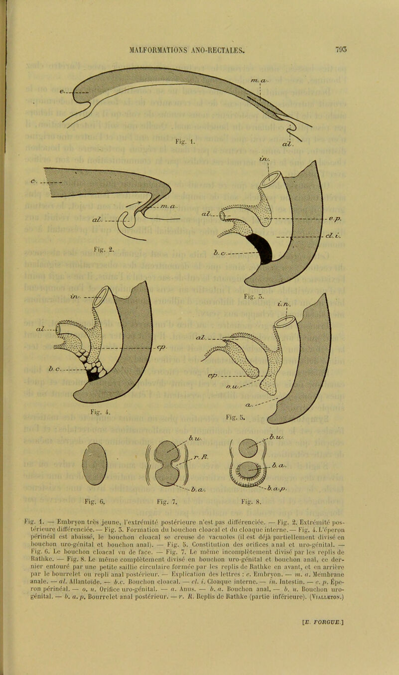 Fig. 6. Fig. 7. Fig. 8. Fig. 1. — Embryon triis jeiino, I’exlriMniti- poslerieure n’csl pas dillorenciOe. —Fig. 2. ExtreniiW pos- Uirieure difforenciee.— Fig. 5. Formation du bouclion cloacal ct du cloaqiie interne. — Fig. i. L'dperon perineal est abaisse, le boiiclion cloacal so cronse do vacuoles (il est ddjA partiellemont divisd en l)ouchon uro-genital et bouclion anal). — Fig. 5. Constitution des orifices anal ct uro-genital. — Fig. 6. Le bouclion cloacal vu de face. — Fig. 7. Lc inC'ino inconipletomcnt divise par les replis de Uatbke. — Fig. 8. Le nifimc conipletcrnent divisd on bouclion uro-genital ct bouclion anal, ce der- nier entoure par line petite saillie circiilaire formec par les replis do Ratlike on avant, ct en arriere par le boiirrelet on repli anal posteriour. — Explicalion des lettros : e. Embryon. — vi. <i. Membrane anale. — at. Allantoide. — b.c. Iloiiclion cloacal. — cl. i. Cloaqiio interne.— hi. Intestin. — e. p. Epo- ron pdrindal. — u. it. Orifice uro-genital. — ii. Anus. — h. a. Douchon anal. — b. u. Bouclion uro- genital. — b. a. p, Boiirrelet anal postdrieur. — r. U. Replis de Rathke (partie inferieurc). (Viallkton.) [JE, rOBCifi:.]