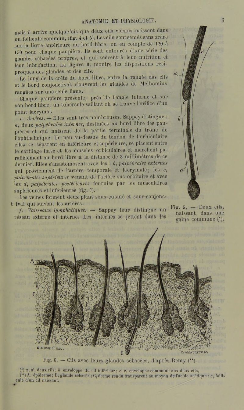 mais il arrive quelquefois que deux cils voisius naissent dans un follicule commun, (flg. 4 et 5). Les cils sont semés sans ordre sur la lèvre antérieure du bord libre, on en compte de 120 à 150 pour chaque paupière. Ils sont entourés d'une série des glandes sébacées propres, et qui servent à leur nutrition et leur lubrifaction. La figure 6, montre les dispositions réci- proques des glandes et des cils. Le long de la crête du bord libre, entre la rangée des cils et le bord conjonctival, s'ouvrent les glandes de Meibomius rangées sur une seule ligne. Chaque paupière présente, près de l'angle interne et sur son bord libre, un tubercule saillant où se trouve l'orifice d'un point lacrymal. e. Artères. — Elles sont très nombreuses. Sappey distingue : a, deux palpébrcdes internes, destinées au bord libre des pau- pières et qui naissent de la partie terminale du tronc de l'ophthalmique. Un peu au-dessus du tendon de l'orbiculaire elles se séparent en inférieure et supérieure, se placent entre le cartilage tarse et les muscles orbiculaires et marchent pa- rallèlement au bord libre à la distance de 3 millimètres de ce dernier. Elles s'anastomosent avec les : b, palpébrales externes qui proviennent de l'artère temporale et lacrymale ; les c, palpébrales supérieures venant de l'artère sus-ophitaire et avec les rf, palpébrales postérieures fournies par les musculaires BUpéi'ieures et inférieures (flg. 7). Les veiqes forment deux plans sous-culaué et soqs-Gonjonc^ t ival qui suivent les ai'tèrcs, f. Vaisseaux lymphatiques. — Sappey leur distingue un réseau externe et interqe. Les jnterues se jetteot dans les Fi 5, — Deux cils, naissant dans une gaine commune ('), m'' S.NICOCEi' 0£L. Fig. 6. — Cils avec leurs glandes sébacées, d'après Remy (**). (*) «. tt', deux cils; b, enveloppe du cil inférieur ; c, c, enveloppe commune aux deux cils, () A, épidermo; B, glande sébacée ; C, derme rendu transparent au moyen de l'acide acétique : e, folli- cule d'un cil naissant.