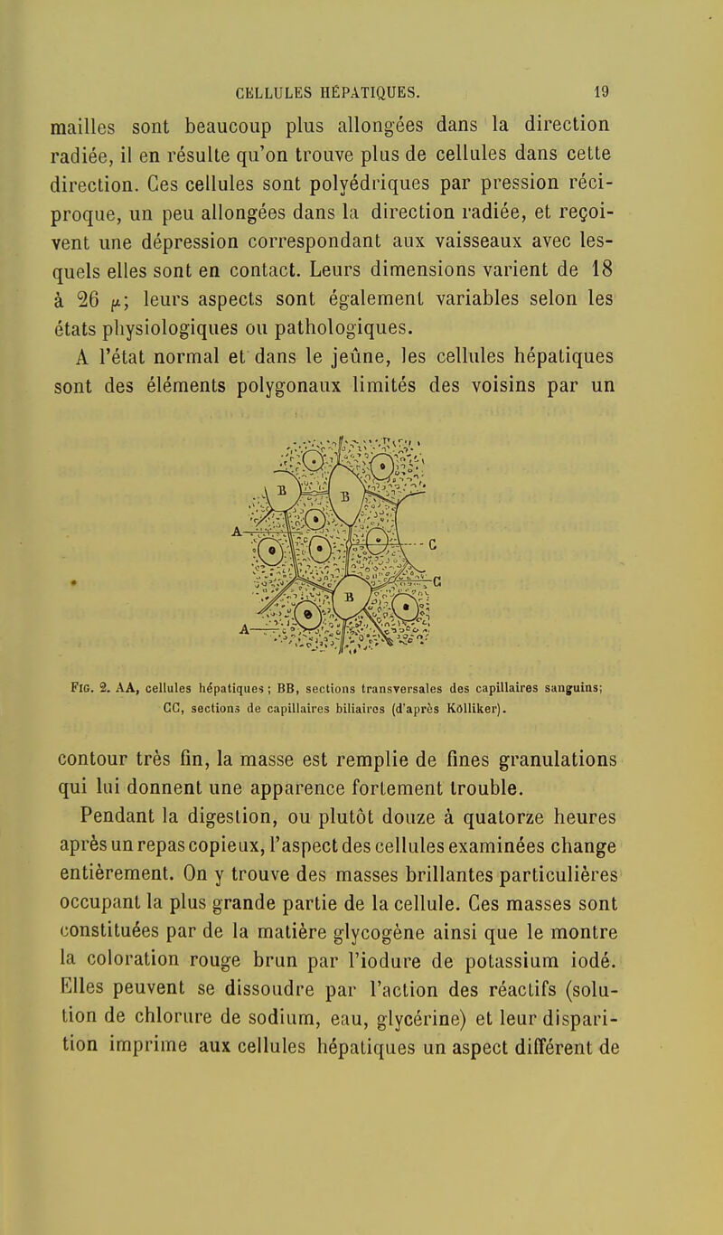 mailles sont beaucoup plus allongées dans la direction radiée, il en résulte qu'on trouve plus de cellules dans cette direction. Ces cellules sont polyédriques par pression réci- proque, un peu allongées dans la direction radiée, et reçoi- vent une dépression correspondant aux vaisseaux avec les- quels elles sont en contact. Leurs dimensions varient de 18 à 26 f* ; leurs aspects sont également variables selon les états physiologiques ou pathologiques. A l'état normal et dans le jeûne, les cellules hépatiques sont des éléments polygonaux limités des voisins par un Fie. 2. AA, cellules hépatiques ; BB, sections transversales des capillaires sanguins; CC, sections de capillaires biliaires (d'après Kôlliker). contour très fin, la masse est remplie de fines granulations qui lui donnent une apparence fortement trouble. Pendant la digestion, ou plutôt douze à quatorze heures après un repas copieux, l'aspect des cellules examinées change entièrement. On y trouve des masses brillantes particulières occupant la plus grande partie de la cellule. Ces masses sont constituées par de la matière glycogène ainsi que le montre la coloration rouge brun par l'iodure de potassium iodé. Elles peuvent se dissoudre par l'action des réactifs (solu- tion de chlorure de sodium, eau, glycérine) et leur dispari- tion imprime aux cellules hépatiques un aspect différent de