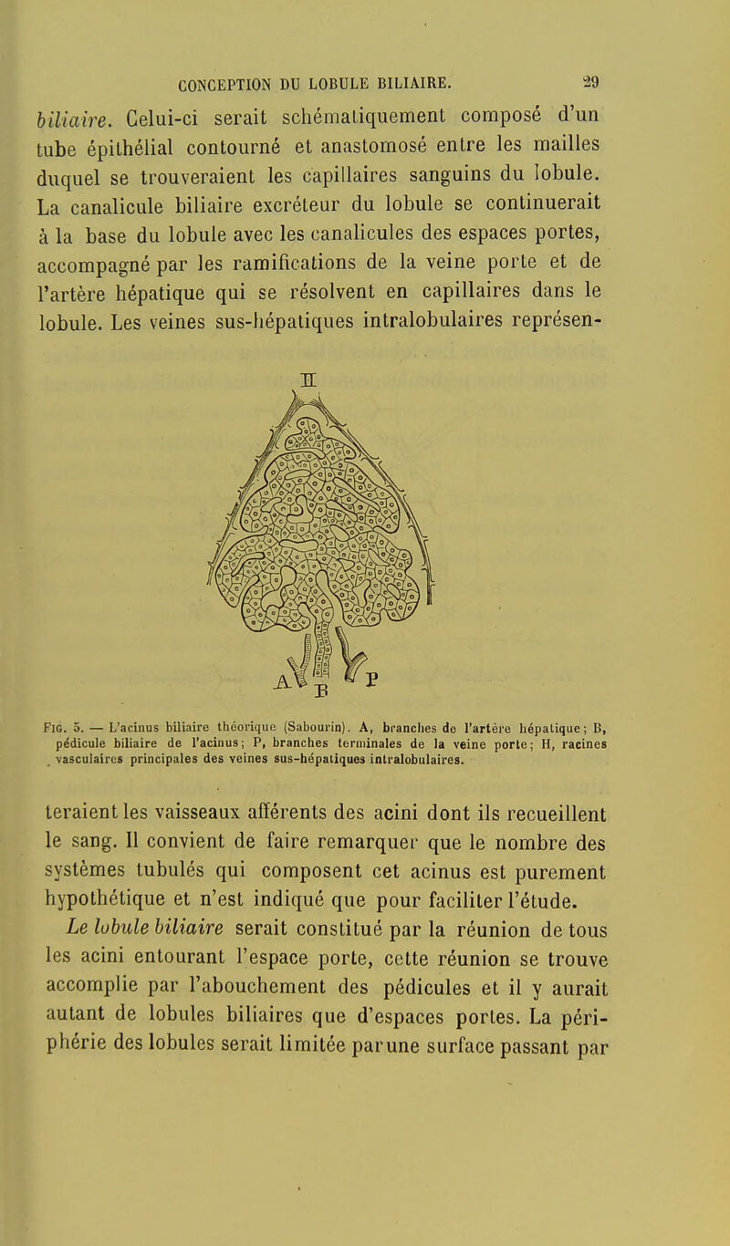 biliaire. Celui-ci serait schémaliquement composé d'un tube épithélial contourné et anastomosé entre les mailles duquel se trouveraient les capillaires sanguins du lobule. La canalicule biliaire excréteur du lobule se continuerait à la base du lobule avec les canalicules des espaces portes, accompagné par les ramifications de la veine porte et de l'artère hépatique qui se résolvent en capillaires dans le lobule. Les veines sus-hépaliques intralobulaires représen- Fig. 5. — L'acinus biliaire théorique (Sabourin). A, branches de l'artère hépatique; B, pédicule biliaire de l'acinus ; P, branches terminales de la veine porte ; H, racines vasculaires principales des veines sus-hépatiques intralobulaires. teraient les vaisseaux afférents des acini dont ils recueillent le sang. Il convient de faire remarquer que le nombre des systèmes tubulés qui composent cet acinus est purement hypothétique et n'est indiqué que pour faciliter l'étude. Le lobule biliaire serait constitué par la réunion de tous les acini entourant l'espace porte, cette réunion se trouve accomplie par l'abouchement des pédicules et il y aurait autant de lobules biliaires que d'espaces portes. La péri- phérie des lobules serait limitée parune surface passant par