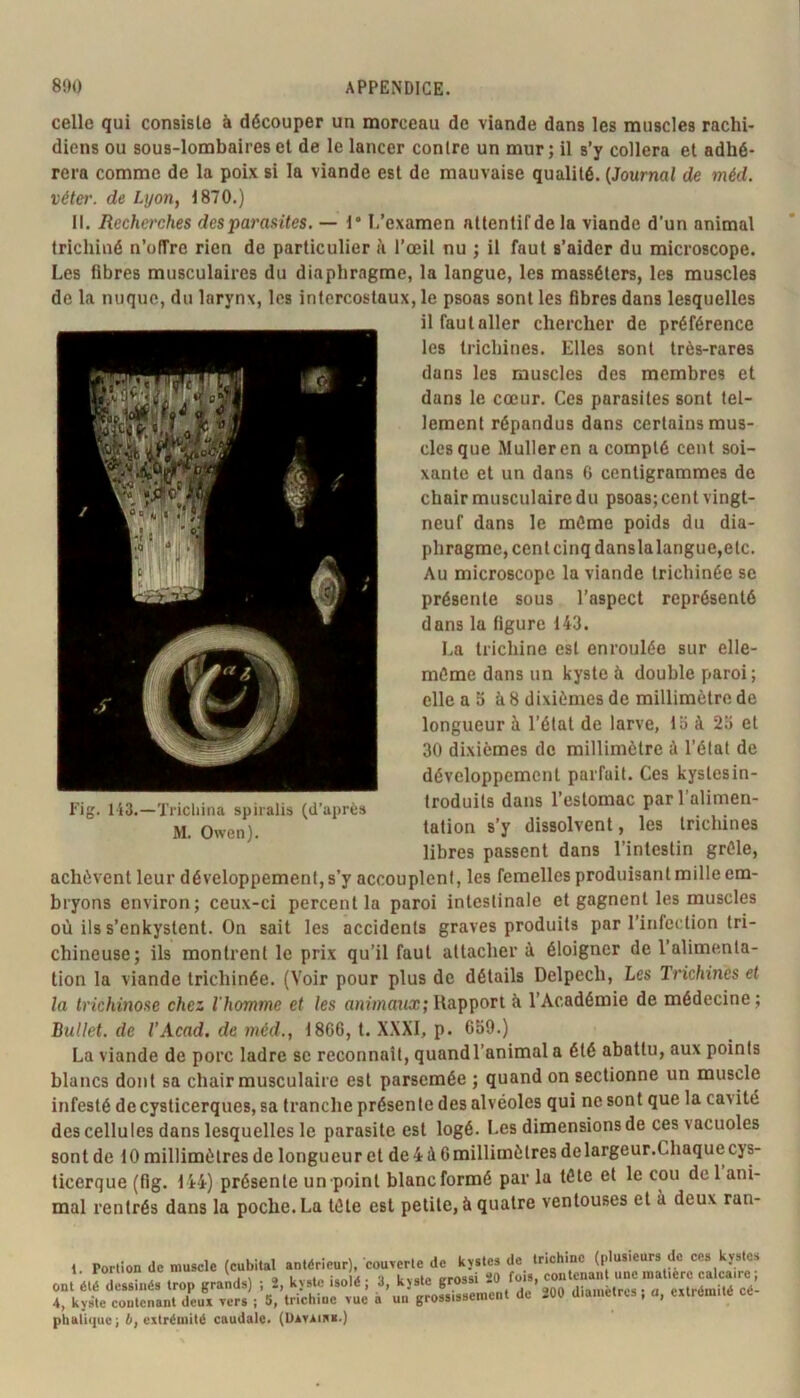 celle qui consiste à découper un morceau de viande dans les muscles rachi- diens ou sous-lombaires et de le lancer contre un mur; il s’y collera et adhé- rera comme de la poix si la viande est de mauvaise qualité. {Journal de méd. véter. de Lyon, 1870.) II. Recherches desparasites. — 1* ï/examen attentifdela viande d’un animal trichiné n’oiïre rien de particulier à l’œil nu ; il faut s’aider du microscope. Les fibres musculaires du diaphragme, la langue, les masséters, les muscles de la nuque, du larynx, les intercostaux, le psoas sont les fibres dans lesquelles il faut aller chercher de préférence les trichines. Elles sont très-rares dans les muscles des membres et dans le cœur. Ces parasites sont tel- lement répandus dans certains mus- cles que Muller en a compté cent soi- xante et un dans 6 centigrammes de chair musculaire du psoas; cent vingt- neuf dans le même poids du dia- phragme, cent cinq danslalangue,elc. Au microscope la viande Irichinée se présente sous l’aspect représenté dans la figure 143. La trichine est enroulée sur elle- même dans un kyste à double paroi; elle a 5 à 8 dixièmes de millimètre de longueur à l’étal de larve, 13 à 23 et 30 dixièmes de millimètre à l’étal de développement parfait. Ces kyslesin- troduils dans l’estomac par l’alimen- tation s’y dissolvent, les trichines libres passent dans l’intestin grêle, achèvent leur développement, s’y accouplent, les femelles produisant mille em- bryons environ; ceux-ci percent la paroi intestinale et gagnent les muscles où ils s’enkystent. On sait les accidents graves produits par l’infection tri- chineuse; ils montrent le prix qu’il faut attacher à éloigner de l’alimenta- tion la viande trichinée. (Voir pour plus de détails Delpech, Les Trichines et la trichinose chez l'homme et les «HÙnanÆ;Rapport à l’Académie de médecine; BuUet.de VAcad, de méd., 1866, t. XXXI, p. 639.) La viande de porc ladre sc reconnaît, quand l’animal a été abattu, aux points blancs dont sa chair musculaire est parsemée ; quand on sectionne un muscle infesté de cysticerques, sa tranche présente des alvéoles qui ne sont que la cavité des cellules dans lesquelles le parasite est logé. Les dimensions de ces vacuoles sont de 10 millimètres de longueur et de4 à 6millimèlres delargeur.Chaquecys- ticerque (fig. 144) présente un point blanc formé par la tête et le cou de 1 ani- mal rentrés dans la poche. La tête est petite, à quatre ventouses et à deux ran- Fig. 143.—Tricliina spiralis (d’après M. Owen). 1 Portion (le muscle (cubital antérieur), couTcrle de kystes de trichine (plusieurs de ces kystes 1. roi nui* uu mu ^ ‘ t ’ „rnssi 20 fois, contenant une matière calcaire; ont été dessinés trop grands) ; 2, kyste isolé, J, kyste grossi . ,i:a„,èiros • a extrémité cé- 4, kyste contenant deux rers ; 5, trichine -vue à un grossissement de 200 diamètres, a, extrémité ce phalique; 6, extrémité caudale. (Ustahv*.)