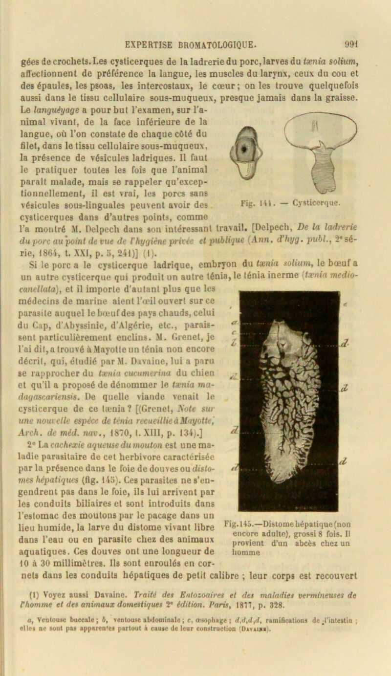 gées de crochets. Les cysticerques de la ladrerie du porc, larves du <a?m'a solium, alTeclionnent de préférence la langue, les muscles du larynx, ceux du cou et des épaules, les psoas, les intercostaux, le cœur ; on les trouve quelquefois aussi dans le tissu cellulaire sous-muqueux, presque Jamais dans la graisse. I,e languéyage a pour but l’examen, sur l’a- nimal vivant, de la face inférieure de la langue, où l’on constate de chaque côté du filet, dans le tissu cellulaire sous-muqueux, la présence de vésicules ladriques. 11 faut le pratiquer toutes les fois que l’animal parait malade, mais se rappeler qu’excep- tionncllement, il est vrai, les porcs sans vésicules sous-linguales peuvent avoir des cysticerques dans d’autres points, comme l’a montré M. Delpech dans son intéressant travail. [Delpecli, De la ladrerie du porc au\x)int de vue de Chygiène jnivée et publique {Ann. d'hyg. publ., 2*sé- rie, 1801, t. XXI, p. a, 241)] (1). Si le porc a le cysticerque ladrique, embryon du txnia solium, le bœuf a un autre cysticerque qui produit un autre ténia, le ténia inerme [txnia medto- canellata), et il importe d’autant plus que les médecins de marine aient l’œil ouvert sur ce parasite auquel le bœuf des pays chauds, celui du Cap, d’Abyssinie, d’Algérie, etc., parais- sent particuliérement enclins. .M. Grenet, je l’ai dit, a trouvé à Mayotte un ténia non encore décrit, qui, étudié parM. Davaine, lui a paru se rapprocher du txnia cucumerina du chien et qu’il a proposé de dénommer le txnia ma- dagascariensis. Do quelle viande venait le cysticerque de ce tæniaî [(Grenet, Hôte sur une nouvelle espèce de ténia recueillie à ilayotte, Arch. de méd. uav., 1870, 1. XIII, p. 134).] 2* La cachexie aqueuse du mouton est une ma- ladie parasitaire de cet herbivore caractérisée par la présence dans le foie de douves ou disto- mes hépatiques (flg. 143). Ces parasites ne s’en- gendrent pas dans le foie, ils lui arrivent par les conduits biliaires et sont introduits dans l’estomac des moutons par le pacage dans un lieu humide, la larve du distome vivant libre Distome hépatique (non . -.JJ- encore adulte), grossi 8 fois. Il dans 1 eau ou en parasite ches des animaux provient d’un abcès chez un aquatiques. Ces douves ont une longueur de homme iO à 30 millimétrés. Ils sont enroulés en cor- nets dans les conduits hépatiques de petit calibre ; leur corps est recouvert (I) Voyez aussi Davaine. Traité des Entozoaires et des maladies vermineuses de rhomme et des animaux domestiques 2* édition. Paris, 1877, p. 328. a, VentouM buccale ; b, veDlouie abdominale ; c, oeaophage ; d,d,d,d, ramifications de ;l‘inteitia ; ellea ne sont pa* apparen'et partout à cause de leur conitruction (Da.âim).