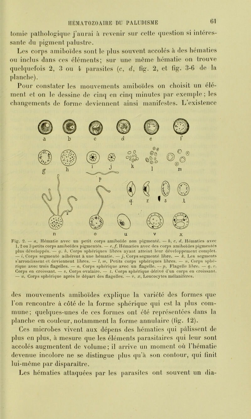 ternie pathologique j’aurai à revenir sur cette question si intéres- sante du pigment palustre. Les corps amiboïcles sont le plus souvent accolés à des hématies ou inclus dans ces éléments; sur une même hématie on trouve quelquefois 2, 3 ou 4 parasites (c, d, fîg. 2, et fig. 3-6 de la planche). Pour constater les mouvements amiboïcles on choisit un élé- ment et on le dessine de cinq en cinq minutes par exemple ; les changements de forme deviennent ainsi manifestes. L’existence Fig. 2. — a, Hématie avec un petit corps amiboïde non pigmenté. — b, c, d, Hématies avec 1,2 ou 3 petits corps amiboïdes pigmentés. — e,f, Hématies avec des corps amiboïdes pigmentés plus développés. — rj. h, Corps sphériques libres ayant atteint leur développement complet. — j, Corps segmenté adhérent à une hématie. —j. Corps segmenté libre. — k, Les segments s’arrondissent et deviennent libres. — l, m, Petits corps sphériques libres. — n. Corps sphé- rique avec trois flagelles. — o, Corps sphérique avec un flagelle. —p, Flagelle libre. — q. r. Corps en croissant. — s, Corps ovalaire. — t, Corps sphérique dérivé d’un corps en croissant. — u, Corps sphérique après le départ des flagelles. — v, x, Leucocytes mélanifères. des mouvements amiboïdes explique la variété des formes que l’on rencontre à côté de la forme sphérique qui est la plus com- mune; quelques-unes de ces formes ont été représentées dans la planche en couleur, notamment la forme annulaire (fig. 12). Ces microbes vivent aux dépens des hématies qui pâlissent de plus en plus, à mesure que les éléments parasitaires qui leur sont accolés augmentent de volume; il arrive un moment où l’hématie devenue incolore ne se distingue plus qu’à son contour, qui finit lui-même par disparaître. Les hématies attaquées par les parasites ont souvent un dia-