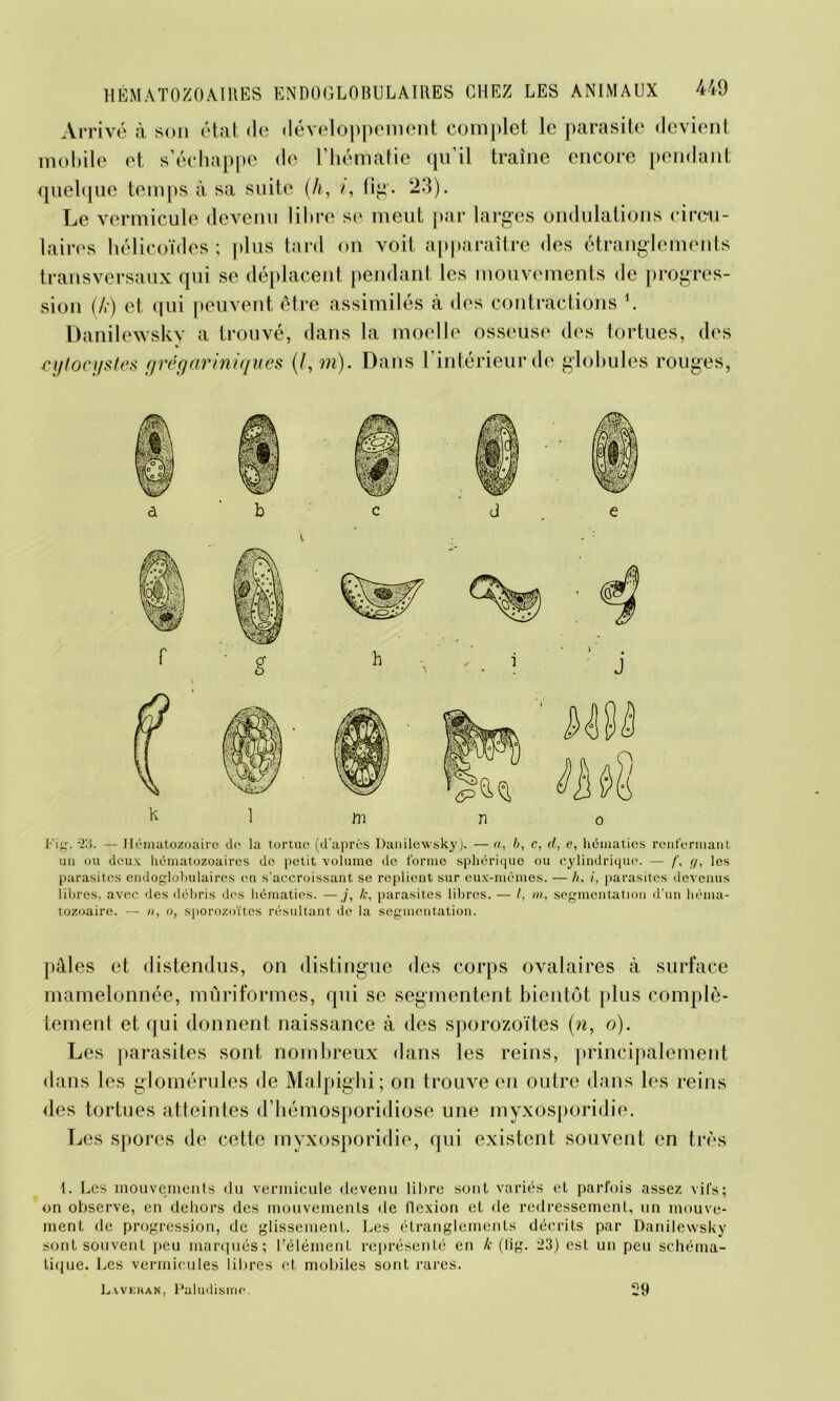 Arrivé à son état de développement complet le parasite devient mobile et s’échappe de l’hématie qu’il traîne encore pendant quelque temps à sa suite (h, i, fig. 23). Le vermicule devenu libre se meut par larges ondulations circu- laires hélicoïdes ; plus tard on voit apparaître des étranglements transversaux qui se déplacent pendant les mouvements de progres- sion (A) et qui peuvent être assimilés à des contractions \ Danilewsky a trouvé, dans la moelle osseuse des tortues, des eytocystes grégariniques (l, m). Dans l’intérieur de globules rouges, Fig. — Hématozoaire do la tortue (d’après Danilewsky). — a, b, c, d, e, hématies renfermant un ou deux hématozoaires de petit volume de forme sphérique ou cylindrique. — /', g, les parasites endoglobulaircs en s’accroissant se replient sur eux-mêmes. — h, i, parasites devenus libres, avec des débris des hématies. —j, le, parasites libres. — /, m, segmentation d'un héma- tozoaire. — n, o, sporozoïtes résultant de la segmentation. pâles et distendus, on distingue des corps ovalaires à surface mamelonnée, mûriformes, qui se segmentent bientôt plus complè- tement et qui donnent naissance à des sporozoïtes (n, o). Les parasites sont nombreux dans les reins, principalement dans les glomérules de Malpighi; on trouve en outre dans les reins des tortues atteintes d’hémosporidiose une myxosporidie. Les spores de cette myxosporidie, qui existent souvent en très 1. Les mouvements du vermicule devenu libre sont variés et parfois assez vifs; on observe, en dehors des mouvements <le flexion et de redressement, un mouve- ment de progression, de glissement. Les étranglements décrits par Danilewsky sont souvent peu marqués; l’élément représenté en le (lig. ^3) est un peu schéma- tique. Les vermicules libres et mobiles sont rares. Lavehan, Paludisme. 29