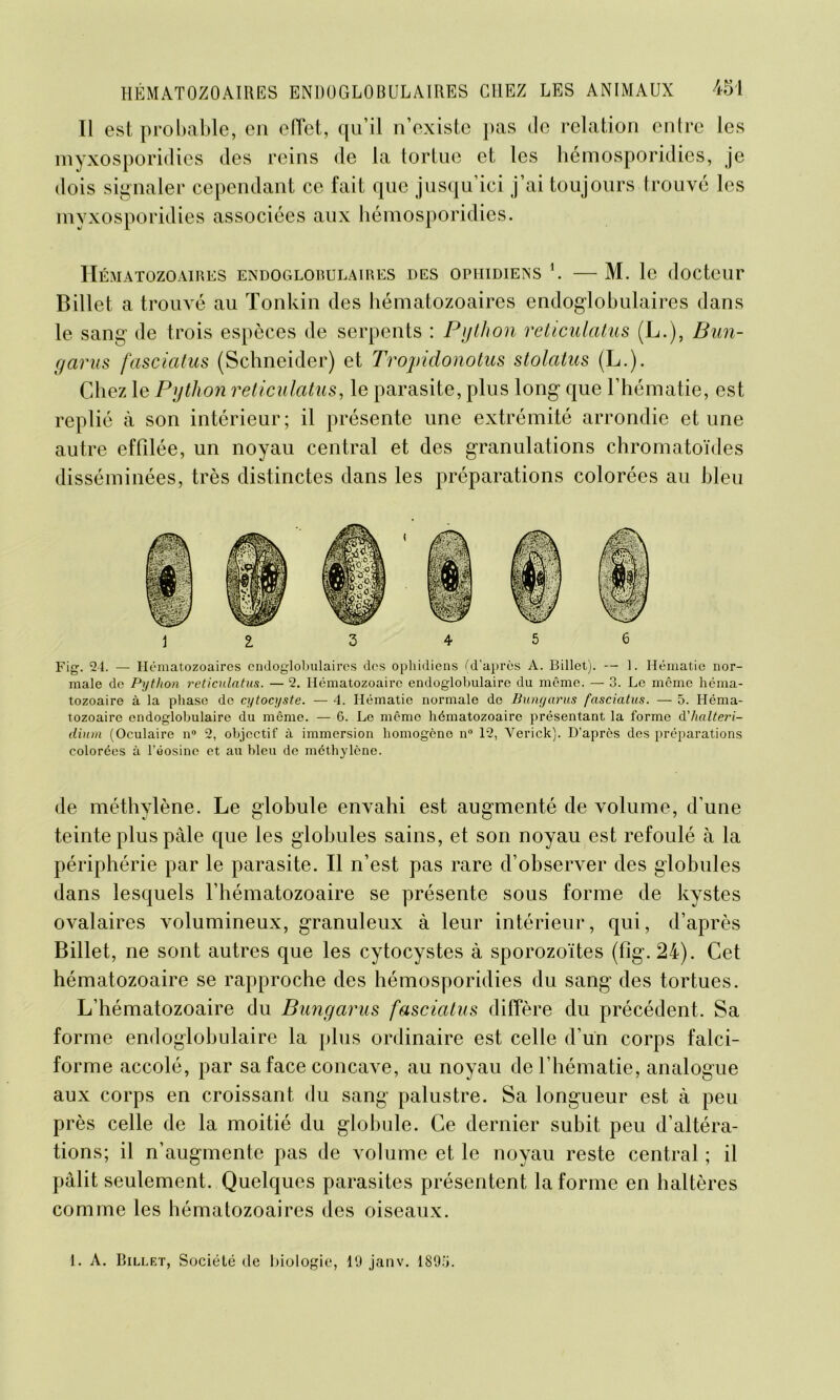 Il est probable, en effet, qu’il n’existe pas de relation entre les myxosporidies des reins de la tortue et les hémosporidies, je dois signaler cependant ce fait que jusqu’ici j’ai toujours trouvé les myxosporidies associées aux hémosporidies. IATOZOAIRES ENDOGLOBUEAIRES DES OPHIDIENS M. le docteur Billet a trouvé au Tonkin des hématozoaires endoglobulaires dans le sang de trois espèces de serpents : Python reticulatus (JL.), Bun- garus fasciatus (Schneider) et Tropidonotus stolatus (L.). Chez le Python reticulatus, le parasite, plus long que l’hématie, est replié à son intérieur; il présente une extrémité arrondie et une autre effilée, un noyau central et des granulations chromatoïdes disséminées, très distinctes dans les préparations colorées au bleu 1 2. 3 4 5 6 Fig. 24. — Hématozoaires endoglobulaires des ophidiens (d’après A. Billet). — 1. Hématie nor- male de Python reticulatus. — 2. Hématozoaire endoglobulairc du même. — 3. Le même héma- tozoaire à la phase de cytocyste. — 4. Hématie normale de Bungarus fasciatus. — 5. Héma- tozoaire endoglobulairc du même. — 6. Le même hématozoaire présentant la forme d'lialteri- dium (Oculaire n° 2, objectif à immersion homogène n° 12, Verick). D’après des préparations colorées à l’éosine et au bleu de méthylène. de méthylène. Le globule envahi est augmenté de volume, d’une teinte plus pâle que les globules sains, et son noyau est refoulé à la périphérie par le parasite. Il n’est pas rare d’observer des globules dans lesquels l’hématozoaire se présente sous forme de kystes ovalaires volumineux, granuleux à leur intérieur, qui, d’après Billet, ne sont autres que les cytocystes à sporozoïtes (fîg. 24). Cet hématozoaire se rapproche des hémosporidies du sang des tortues. L’hématozoaire du Bungarus fasciatus diffère du précédent. Sa forme endoglobulaire la plus ordinaire est celle d’un corps falci- forme accolé, par sa face concave, au noyau de l’hématie, analogue aux corps en croissant du sang palustre. Sa longueur est à peu près celle de la moitié du globule. Ce dernier subit peu d’altéra- tions; il n’augmente pas de volume et le noyau reste central ; il pâlit seulement. Quelques parasites présentent la forme en haltères comme les hématozoaires des oiseaux. 1. A. Billet, Société de biologie, 19 janv. 1895