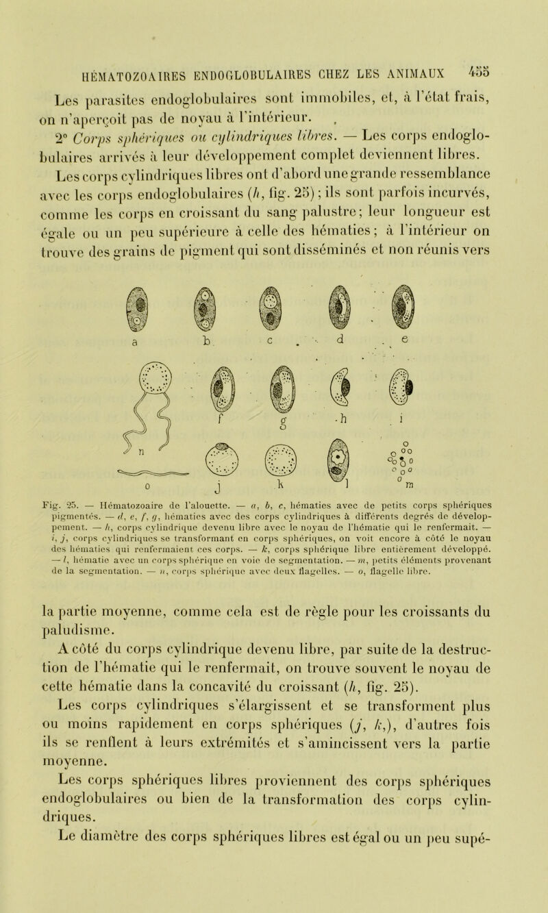 Les parasites endoglobulaires sont immobiles, et, à l’état frais, on n’aperçoit pas de noyau à l’intérieur. 2° Corps sphériques ou cylindriques libres. — Les corps endoglo- bulaires arrivés à leur développement complet deviennent libres. Les corps cylindriques libres ont d’abord une grande ressemblance avec les corps endoglobulaires (h, fig. 25) ; ils sont parfois incurvés, comme les corps en croissant du sang palustre; leur longueur est égale ou un peu supérieure à celle des hématies; à l’intérieur on trouve des grains de pigment qui sont disséminés et non réunis vers Pig. 25. — Hématozoaire de l’alouette. — a, b, c, hématies avec de petits corps sphériques pigmentés. — d, e, f, g, hématies avec des corps cylindriques à différents degrés de dévelop- pement. — /;, corps cylindrique devenu libre, avec le noyau de l’hématie qui le renfermait. — i, j, corps cylindriques se transformant en corps sphériques, on voit encore à côté le noyau des hématies qui renfermaient ces corps. — k, corps sphérique libre entièrement développé. — I, hématie avec un corps sphérique en voie de segmentation. —???, petits éléments provenant de la segmentation. — corps sphérique avec deux flagelles. — o, flagelle libre. la partie moyenne, comme cela est de règle pour les croissants du paludisme. A côté du corps cylindrique devenu libre, par suite de la destruc- tion de l’hématie qui le renfermait, on trouve souvent le noyau de cette hématie dans la concavité du croissant (h, fig. 25). Les corps cylindriques s’élargissent et se transforment plus ou moins rapidement en corps sphériques (j, k,), d’autres fois ils se rendent à leurs extrémités et s’amincissent vers la partie moyenne. Les corps sphériques libres proviennent des corps sphériques endoglobulaires ou bien de la transformation des corps cylin- driques. Le diamètre des corps sphériques libres est égal ou un peu supé-