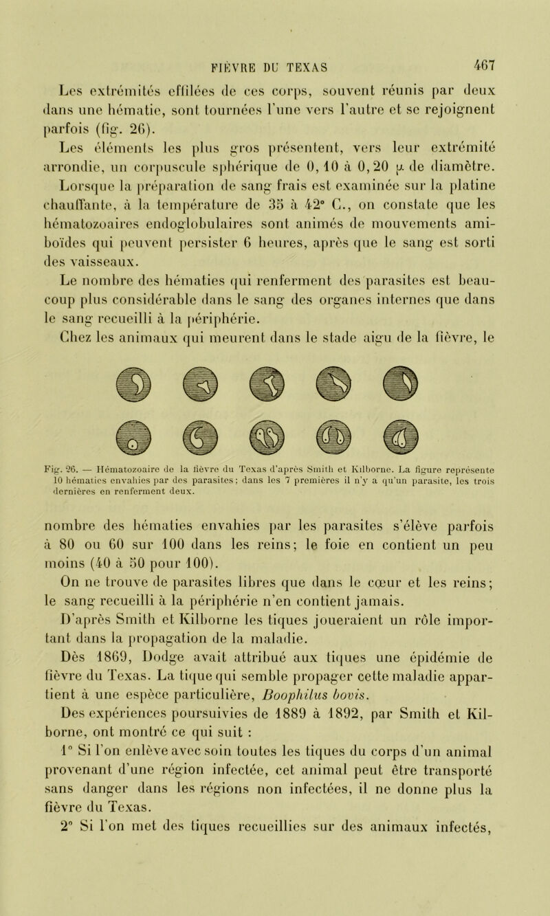 Les extrémités efiilées de ces corps, souvent réunis par deux dans une hématie, sont tournées l une vers l’autre et se rejoignent parfois (fig. 26). Les éléments les plus gros présentent, vers leur extrémité arrondie, un corpuscule sphérique de 0,10 à 0,20 g de diamètre. Lorsque la préparation de sang frais est examinée sur la platine chauffante, à la température de 35 à 42° G., on constate que les hématozoaires endoglobulaires sont animés de mouvements ami- boïdes qui peuvent persister 6 heures, après que le sang est sorti des vaisseaux. Le nombre des hématies qui renferment des parasites est beau- coup plus considérable dans le sang des organes internes que dans le sang recueilli à la périphérie. Chez les animaux qui meurent dans le stade aigu de la fièvre, le Fig. 26. — Hématozoaire de la lièvre du Texas d’après Smith et Kilborne. La ligure représente 10 hématies envahies par des parasites ; dans les 7 premières il n’y a qu’un parasite, les trois dernières en renferment deux. nombre des hématies envahies par les parasites s’élève parfois à 80 ou 60 sur 100 dans les reins; le foie en contient un peu moins (40 à 50 pour 100). On ne trouve de parasites libres que dans le cœur et les reins ; le sang recueilli à la périphérie n’en contient jamais. D’après Smith et Kilborne les tiques joueraient un rôle impor- tant dans la propagation de la maladie. Dès 1869, Dodge avait attribué aux tiques une épidémie de fièvre du Texas. La tique qui semble propager cette maladie appar- tient à une espèce particulière, Doophilus bovis. Des expériences poursuivies de 1889 à 1892, par Smith et Kil- borne, ont montré ce qui suit : 1° Si l’on enlève avec soin toutes les tiques du corps d’un animal provenant d’une région infectée, cet animal peut être transporté sans danger dans les régions non infectées, il ne donne plus la fièvre du Texas. 2° Si l’on met des tiques recueillies sur des animaux infectés,