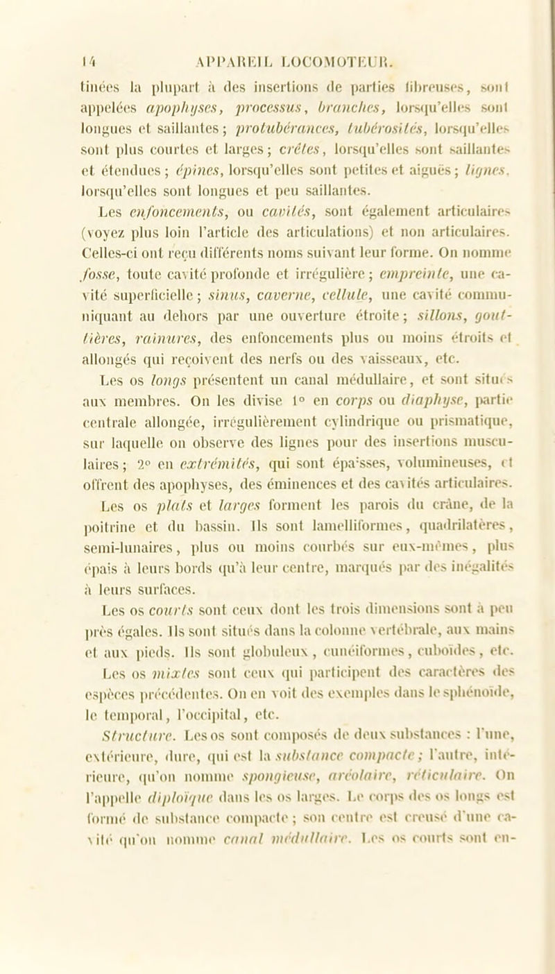 tiiiécs la plupart à des insertions de parties libreuses, suiil appelées apophyses, proccssuH, bninclies, lors(iu'ell(!s sont longues et saillantes; protubérances, Itihérosilés, lors(|u'elles sont plus courtes (!l larges; crêtes, lorsqu'elles hont saillantes et étendues ; épines, lorsqu'elles sont petites et aiguës ; lignes, lorsqu'elles sont longues et peu saillantes. Les cnj'oncenients, ou cavités, sont également articulaire> (voyez plus loin l'article des articulations) et non articulaires. Celles-ci ont reçu différents noms suivant leur forme. On nomme fosse, toute cavité profonde et irrégulière ; empreinte, une ca- vité superficielle ; sinus, caverne, celltUç, une cavité commu- niquant au dehors par une ouverture étroite; sillons, gout- tières, rainures, des enfoncements plus ou moins étroits et allongés qui reçoivent des nerfs ou des vaisseaux, etc. Les os longs présentent un canal médullaire, et sont situes auN membres. On les divise 1° en corps ou diapliyse, partie centrale allongée, irrégulièrement cylindrique ou prismatique, sur laquelle on observe des lignes pour des insertions muscu- laires ; 2 en extrémités, qui sont épaisses, volumineuses, (t offrent des apophyses, des éminences et des cav ités articulaires. Les os plats et larges forment les parois du cnine, de la poitrine et du bassin. Ils sont lamelliformes, quadrilatères, semi-lunaires, plus ou moins courbés sur eux-mêmes, plus épais à leurs bords qu'à leur centre, marqués par des inégalités à leurs surfaces. Les os courts sont ceux dont les trois dimensions sont à peu près égales. Ils sont situés dans la colonne vertébrale, aux mains et aux pieds. Ils sont globuleux, cunéiformes, cuboïdes, etc. Les os mixtes sont ceux qui participent des caractères des espèces précédentes. On en voit des exemples dans le sphénoïde, le temporal, l'occipital, etc. Structure. Les os sont composés de deux substances : l une, extérieure, dure, ((ui est kx substance compacte; l'autre, inté- rieure, ((u'on nonmie spongieuse, nréolaire, réiiculnirc. On l'appelle diploï'/ue dans les os larges. Le corps des os longs est formé de substance compacte; son centre est creusé d'une ca- \ ité- (prou nomme canal médullaire. Les os courts sont en-