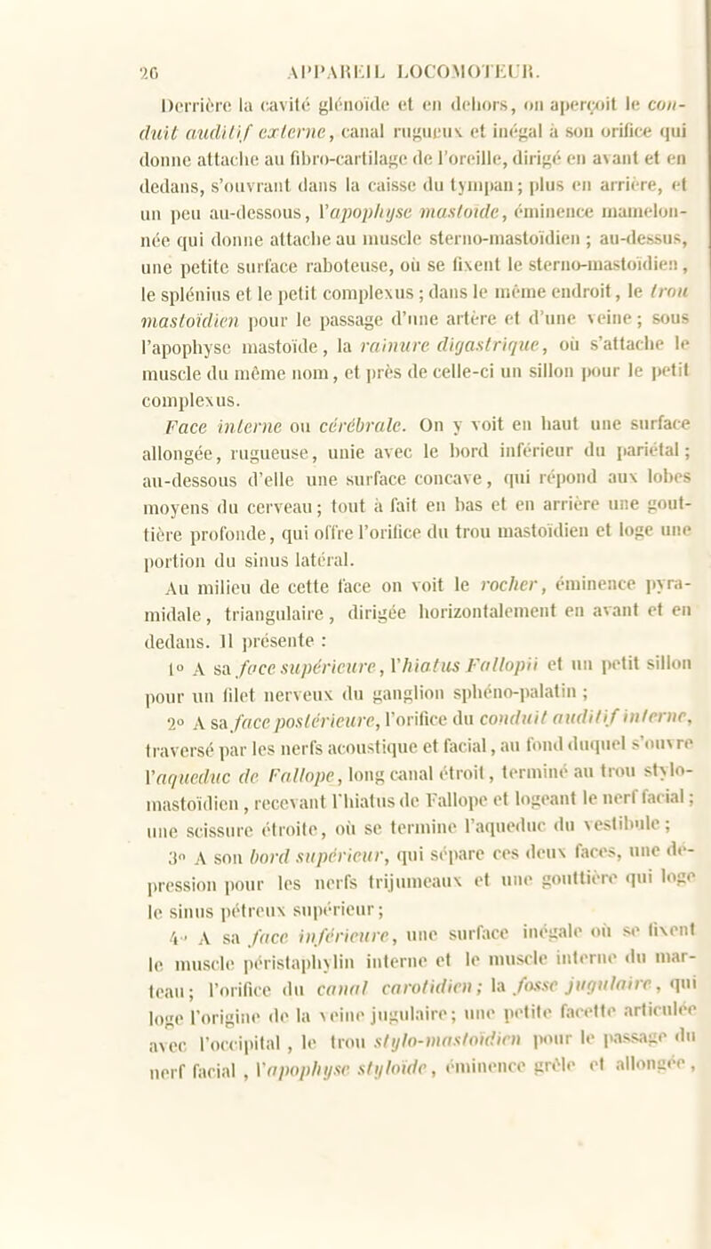 20 AI'l'AHlilL LOCOMOTJiLT.. DerriL'ie la cavilé gl^noïde et en dehors, on aperçoit le coti- duit audilij externe, canal rnf^niiuv et inéjial à son orifice qui donne attaciic an fd)n)-cartiiaf;e de l'oreille, dirijçé en avant et en dedans, s'ouvraiit dans la caisse du tympan ; plus en arriére, el un peu au-dessous, Vapoplujse muslotde, éminence mamelon- née qui donne attache au muscle sterno-mastoidien ; au-dessus, une petite surface raboteuse, où se fixent le sterno-mastoidien , le splénius et le petit complexus ; dans le même endroit, le trou masloidlcn pour le passage d'une artère et d'une veine ; sous l'apophyse niastoïde, la rnimtre dkjastrique, où s'attache le muscle du même nom, et près de celle-ci un sillon jwur le petit complexus. Face inlenie on cérébrale. On y \oit en haut une surface allongée, rugueuse, unie avec le bord inférieur du pariétal ; au-dessous d'elle une surface concave, qui répond aux lobes moyens du cerveau; tout à fait en bas et en arrière une gout- tière profonde, qui offre l'orifice du trou mastoïdien et loge une portion du sinus latéral. Au milieu de cette face on voit le rocher, éminence pyra- midale , triangulaire, dirigée horizontalement en avant et en dedans. 11 ])rcsente : 1° A svi fc'ce supérieure, l'hiatus Fallopii et un petit sillon pour un filet nerveux du ganglion sphéno-iialatin ; 2° A sa face postérieure, l'orifice du coudait auditif interne, traversé par les nerfs acoustique et facial, au fond «luquel s'ouvre l'aqueduc de Fallope, long canal étroit, terminé au trou sty,lo- mastoïdien, recevant l'hiatus de l'allope et logeant le nerf facial ; une scissure étroite, où se termine l'aqueduc du vestibule; 3 A son Imrd supérieur, qui sépare ces deux faces, une dé- pression pour les nerfs trijumeaux et une gouttière qui loge le sinus pétreux supérieur; 4 ■ A sa face inférieure, une surface inégale où se fixent le muscle périslapliylin interne et le muscle interne du mar- teau; l'orifice du canal carotuticn ; lix fosse jugulaire, <\i\i loge l'origine de la veine jugulaire; une petite facette articulée av^ec l'occipital , le trou slijlo-mastoidirn pour le passage du nerf facial , Vapophi/se stijloide, éminence grêle et allongée.