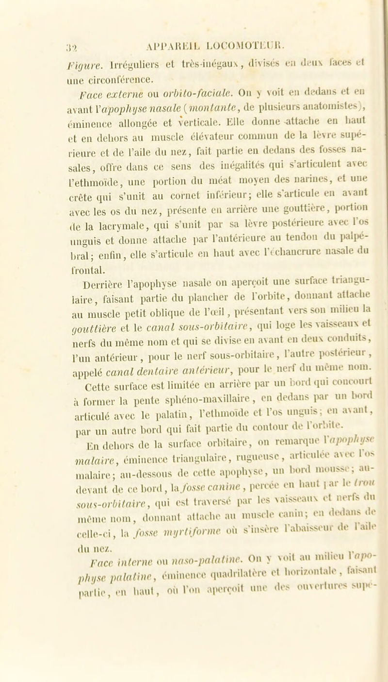 ;]•}, Al'l'AHEIL LOCOMOTKl.lî. rirjure. Inéaiilicis et très-inégaux, divisés en difux laces i;l une circonférence. Face externe ou orbïlo-fac'iale. Ou y voit eii dedans et en avant Y apophyse nasale {montante, de plusieurs anatoniistes;, éininence allongée et verticale. Elle donne -attache en liaut et en dehors au muscle élévateur commun de la lèvre supé- rieure et de l'aile du nez, fait partie eu dedans des fosses na- sales, offre dans ce sens des inégalités qui s'articuleut avet: L'ethmoïde, une portion du luéat moyen des narines, et une crête qui s'unit au cornet inférieur; elle s'articule en avant avec les os du nez, présente en arrière une gouttière, portion de la lacrymale, qui s'unit par sa lèvre postérieure avec l'os unguis et donne attache par l'antérieure au tendon du i>ali)é- hral; cnfm, elle s'articule en haut avec r(chaucrure nasale du frontal. Derrière l'apophyse nasale on aperçoit une surface triangu- laire, faisant partie du plancher de lorbite, donnant attache au muscle petit oblique de l'œil, présentant vers son milieu la gouttière et le canal sous-orbitaire, qui loge les vaisseaux et nerfs du même nom et qui se divise en avant en deux conduits, l'un antérieur , pour le nerf sous-orbitaire, l'autre postérieur , appelé cayml dentaire antérieur, pour le nerf du même nom. Cette surface est limitée en arrière par un iionl (pii concourt à former la pente sphéno-maxillaire, en dedans par un bord articulé avec le palatin, l'ethmoïde et l'os unguis; eu avant, par un autre bord qui liiit partie du contour de l'orbite. En dehors de la surface orbitaire, on remarque Vnpophys, malaire, éminence triangulaire, rugueuse, articulée avec T.- malair(!; au-dessous de cette apophyse, un bord mousse; au- devant de ce bord, hx fosse canine, percée en haut i ar le trou som-orhitaire, .p.i est traversé par les vaisseaux et nerfs du mênu' nom, donnant attache au nu.scle canin; en «Utlans de eelle-ci, la fosse myrtiformc où s'insère l'abaisseur de l'ade du nez. Face interne ou naso-palatine. On y voit au md.eu Ur pln/se palatine, énm.enec quadrilatère et horizontale, fa.sani parlie.en haut, où l'on aperçoit une «les ouverture-, sup.-