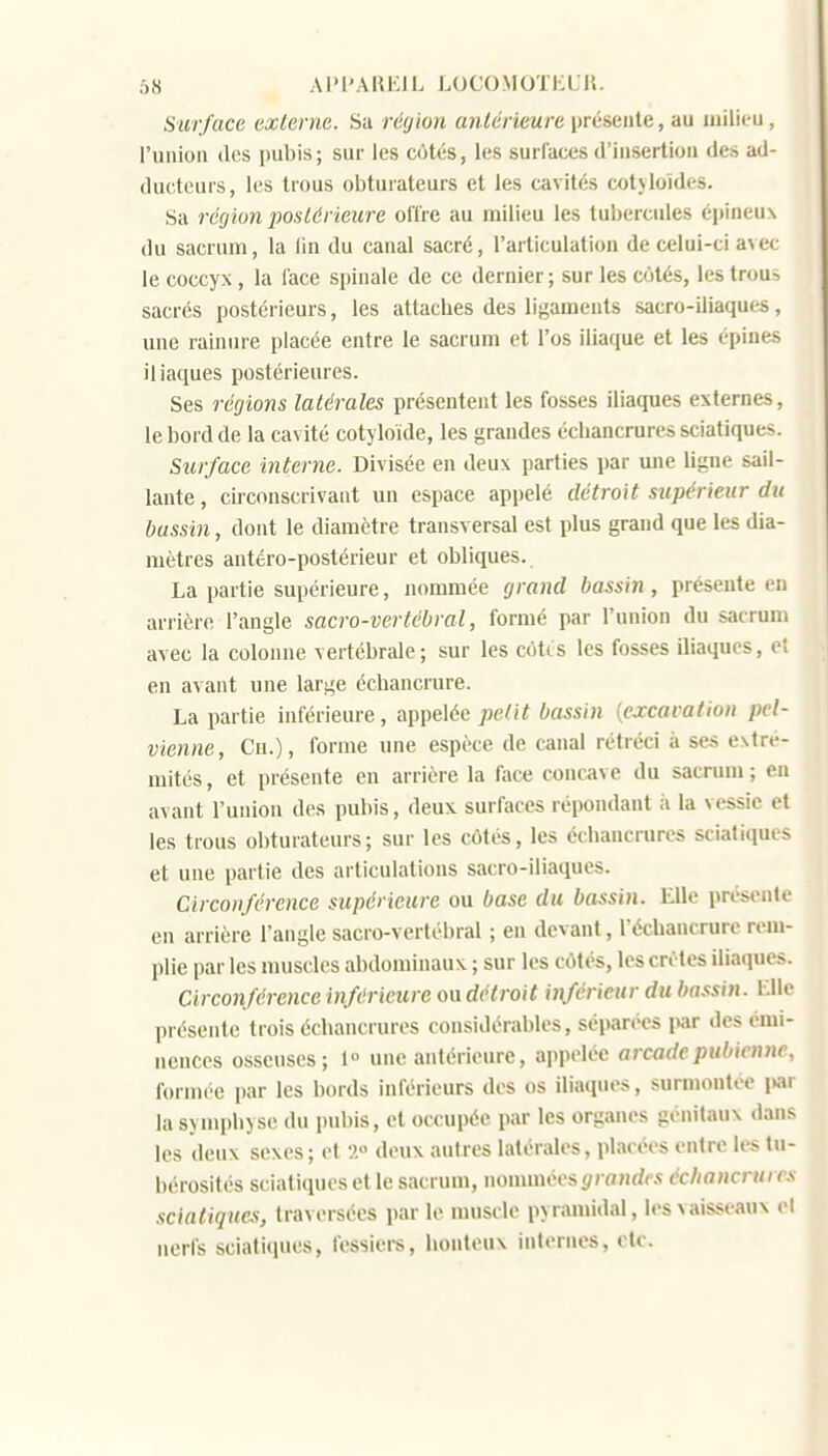 Surface externe. Sa région antérieure présente, au milieu, l'union dos pubis; sur les côtés, les surlaces d'insertion des ad- ducteurs, les trous obturateurs et les cavités cotjloïdes. Sa récjlon posléricure offre au milieu les tubercules éjjineux du sacrum, la (in du canal sacré, l'articulation de celui-ci a\ec le coccyx, la face spinale de ce dernier ; sur les côtés, les trous sacrés postérieurs, les attaches des ligaments sacro-iliaques, une rainure placée entre le sacrum et l'os iliaque et les épines iliaques postérieures. Ses réglons latérales présentent les fosses iliaques externes, le bord de la cavité cotyloïde, les grandes écbaucruressciatiques. Surface interne. Divisée en deux parties par une ligne sail- lante , circonscrivant un espace appelé détroit supérieur du bassin, dont le diamètre transversal est plus grand que les dia- mètres antéro-postérieur et obliques. La partie supérieure, nommée grand bassin, présente en arrière l'angle sacro-vertébral, formé par l'union du sacrum avec la colonne vertébrale; sur les côtis les fosses iliaques, e; en avant une large échancrure. La partie inférieure, appelée peUt bassin (excaration pel- vienne, Ch.), forme une espèce de canal rétréci à ses extré- mités, et présente en arrière la face concave du sacrum; en avant l'union des pubis, deux surfaces réiwndant à la vessie et les trous obturateurs; sur les côtés, les écbancrures scialiques et une partie des articulations sacro-iliaques. Circonférence supérieure ou base du bassin. Elle présente en arrière l'angle sacro-vertébral ; en devant, l'écbancrure rem- plie par les muscles abdominaux ; sur les côtés, les crêtes iliaques. Circonférence inférieure ou détroit inférieur du bassin. Elle présente trois écbancrures considérables, séparées par des émi- nences osseuses; 1» une antérieure, appelée arcade pubienne, formée par les bords inférieurs des os iliaques, sumiontée i»ar la synq)byse du pubis, et occupée par les organes génitaux dans les deux sexes; et deux autres latérales, placées entre les tu- bérosités sciatiqucs et le sacrum, nommées </ro;idM écliancruri y sciatiqucs, traversées par le muscle pyramidal, les vaisseaux el nerfs sciatiipies, fessiers, honteux internes, etc.