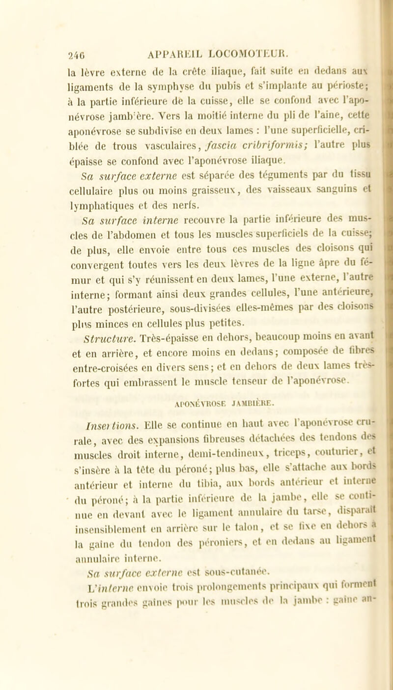 la lèvre externe de la crôte iliaque, fait suite eu dedans au\ ligaments de la symphyse du pubis et s'implante au périoste; à la partie inférieure de la cuisse, elle se confond avec l'apo- névrose jamb ère. Vers la moitié interne du pli de l'aine, cette aponévrose se subdivise en deux lames : l'une superficielle, cri- blée de trous vasculaires,/a5C(« cribriformis; l'autre plus épaisse se confond avec l'aponévrose iliaque. Sa surface externe est séparée des téguments par du tissu cellulaire plus ou moins graisseux, des vaisseaux sanguins et lymphatiques et des nerfs. Sa surface interne recouvre la partie inférieure des mus- cles de l'abdomen et tous les muscles superficiels de la cuisse; de plus, elle envoie entre tous ces muscles des cloisons qui convergent toutes vers les deux lèvres de la ligne àprc du fé- mur et qui s'y réunissent en deux lames, l'une externe, l'autre interne; formant ainsi deux grandes cellules, l'une antérieure, l'autre postérieure, sous-divisées elles-mêmes par des cloisons pins minces en cellules plus petites. Structure. Très-épaisse en dehors, beaucoup moins en avant et en arrière, et encore moins en dedans; composée de fibres entre-croisées en divers sens ; et en dehors de deux lames très- fortes qui embrassent le muscle tenseur de l'aponévrose. Al'ONÉVROSE JAMBUvRE. Inse) lions. Elle se continue en haut avec l'aponévrose cru- rale, avec des expansions fibreuses détachées des tendons des muscles droit interne, demi-tendineux, triceps, couturier, et s'insère à la téte du péroné; plus bas, elle s'attache aux bords antérieur et interne du tibia, aux bords antérieur et interne du péroné ; à la partie inférieure de la jambe, elle se conti- nue en devant avec le ligament annulaire du tarse, disparaît insensiblement en arrière sur le talon, et se fixe en dehors * la gaine du tendon des péroniers, et en dedans au ligament annulaire interne. Sa sur/ace externe est sous-cutanée. L'interne envoie trois prolongements principaux qui forment trois grandes gaines pour les nuiscles de la jan>he : paine an-