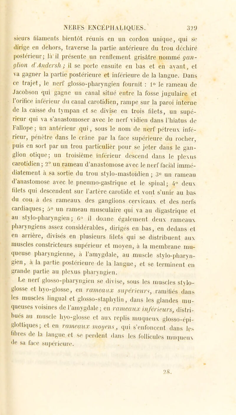 sieurs (ilunieiils bientôt réunis en un cordon unique, qui Se dirige en dehors, traverse la partie antérieure du trou déciiiré postérieur; là il présente un renflement grisâtre nommé gan- glion d'Anclersh ; il se porte ensuite en bas et en avant, et va gagner la partie postérieure et inférieure de la langue. Dans ee trajet, le nerf glosso-pharyngien fournit : 1» le rameau de Jacobson qui gagne un canal situé entre la fosse jugulaire et l'orifice inférieur du canal carotidieu, rampe sur la paroi interne de la caisse du tympan et se divise en trois filets, un supé- rieur qui ^ a s'anastomoser avec le nerf vidien dans l'hiatus de Fallope ; un antérieur qui, sous le nom de nerf pétreux infé- rieur, pénètre dans le crâne par la face supérieure du rocher, puis en sort par un trou particulier pour se jeter dans le gan- glion otique; un troisième inférieur descend dans le plexus carotidien ; 2° un rameau d'anastomose avec le nerf facihl immé- diatement à sa sortie du trou stylo-mastoïdien ; un rameau d'anastomose avec le pneumo-gastrique et le spinal; 4 deux filets qui descendent sur l'artère carotide et vont s'unir au bas du cou à des rameaux des ganglions cervicaux et des nerfs cardiaques; 5° un rameau musculaire qui va au digastrique et au stylo-pharyngien; 6 il donne également deux rameaux pliai7ngiens assez considérables, dirigés en bas, en dedans et en arrière, divisés en plusieurs lilets qui se distribuent aux muscles constricteurs supérieur et moyen, à la membrane mu- queuse pharyngieime, à l'amygdale, au muscle stylo-pharyn- gien, à la partie postérieure de la langue, et se terminent en grande partie au plexus pharyngien. Le nerf glosso-pharyngien se divise, sous les muscles stylo- glosse et hyo-glosse, en rameauoc sapéicurs, ramifiés dans les muscles lingual et glosso-staphylin, dans les glandes mu- (lueuses voisines de l'amygdale ; en rameaux inférieurs, distri- bués au nnisde li>-o-gl()sse et aux replis nuicpioux glosso-épi- glolti<iues; et en ranumix moijvns, qui s'enfoncent dans les fibres de la langue et se perdent dans les follicules unniucux de sa face sniK'rieurc.