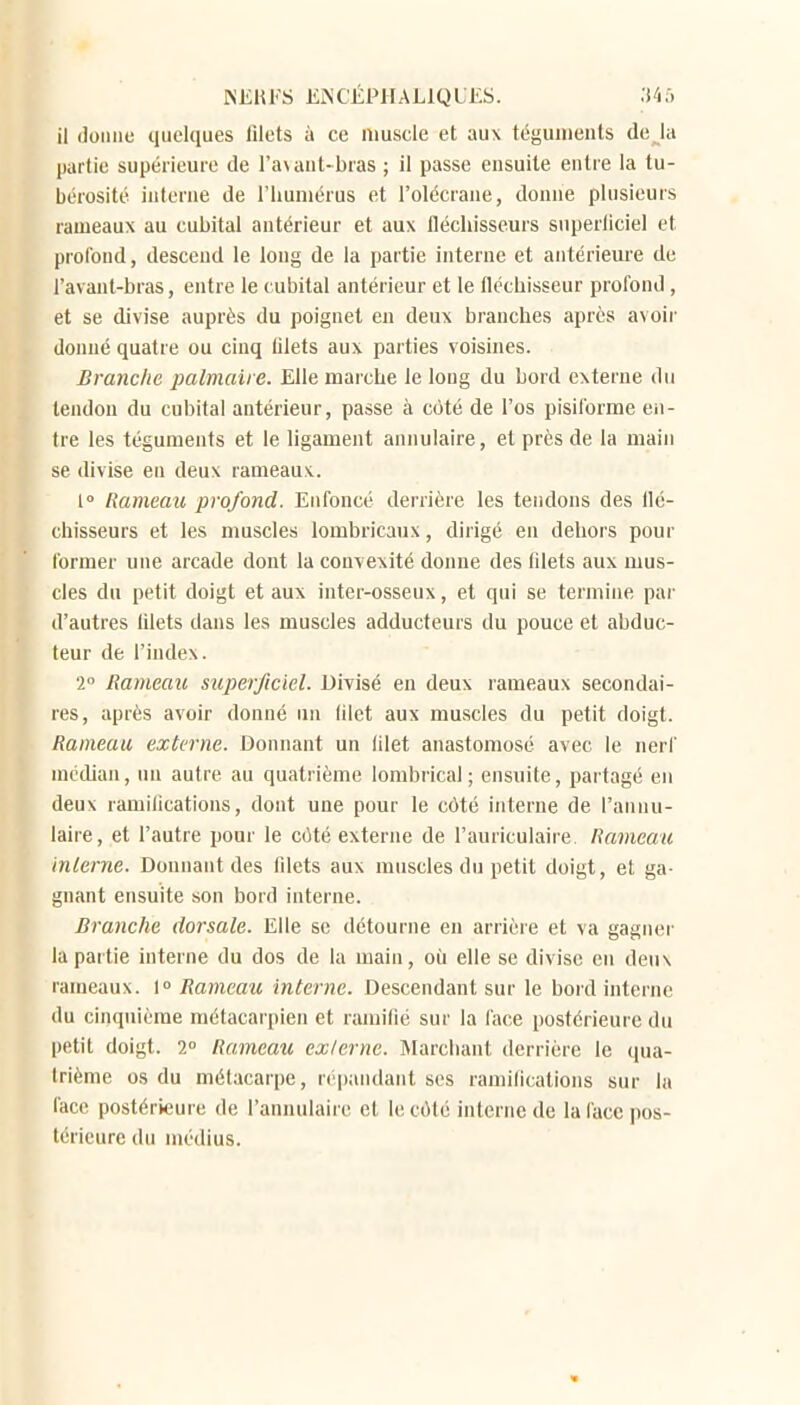 il (loiiiie quelques lilets à ce muscle et aux téguments de la partie supérieure de ra\aut-bras ; il passe ensuite enlie la tu- bérosité interne de l'humérus et l'olécrane, donne plusieurs rameaux au cubital antérieur et aux llécliisseurs snperliciel et profond, descend le long de la partie interne et antérieme de l'avant-bras, entre le cubital antérieur et le fléchisseur profond, et se divise auprès du poignet en deux branches après avoir donné quatre ou cinq filets aux parties voisines. Branche palmaire. Elle marche le long du bord externe du tendon du cubital antérieur, passe à côté de l'os pisiforme eii- tre les téguments et le ligament annulaire, et près de la main se divise en deux rameaus.. 1° Rameau profond. Enfoncé derrière les tendons des flé- chisseurs et les muscles lombricaux, dirigé en dehors pour former une arcade dont la con-vexité donne des filets aux mus- cles du petit doigt et aux inter-osseux, et qui se termine par d'autres lilets dans les muscles adducteurs du pouce et abduc- teur de l'index. 2 Rameau superficiel. Divisé en deux rameaux secondai- res, après avoir donné un (ilet aux muscles du petit doigt. Rameau, externe. Donnant un filet anastomosé avec le nerf médian, un autre au quatrième lorabrical ; ensuite, partagé en deux ramifications, dont une pour le côté interne de l'annu- laire, et l'autre pour le côté externe de l'auriculaire Rameau inlerne. Donnant des fdets aux muscles du petit doigt, et ga- gnant ensuite son bord interne. Branche dorsale. Elle se détourne en arrière et va gagner la partie interne du dos de la main, où eUe se divise en deu\ rameaux. 1» Rameau interne. Descendant sur le bord interne du cinquième métacarpien et ramifié sur la face postérieure du petit doigt. 2° Rameau exiernc. INIarchant derrière le qua- trième os du métacarpe, répandant ses ramifications sur la face postérieure de l'annulaire et le côté interne de la face pos- térieure du médius.